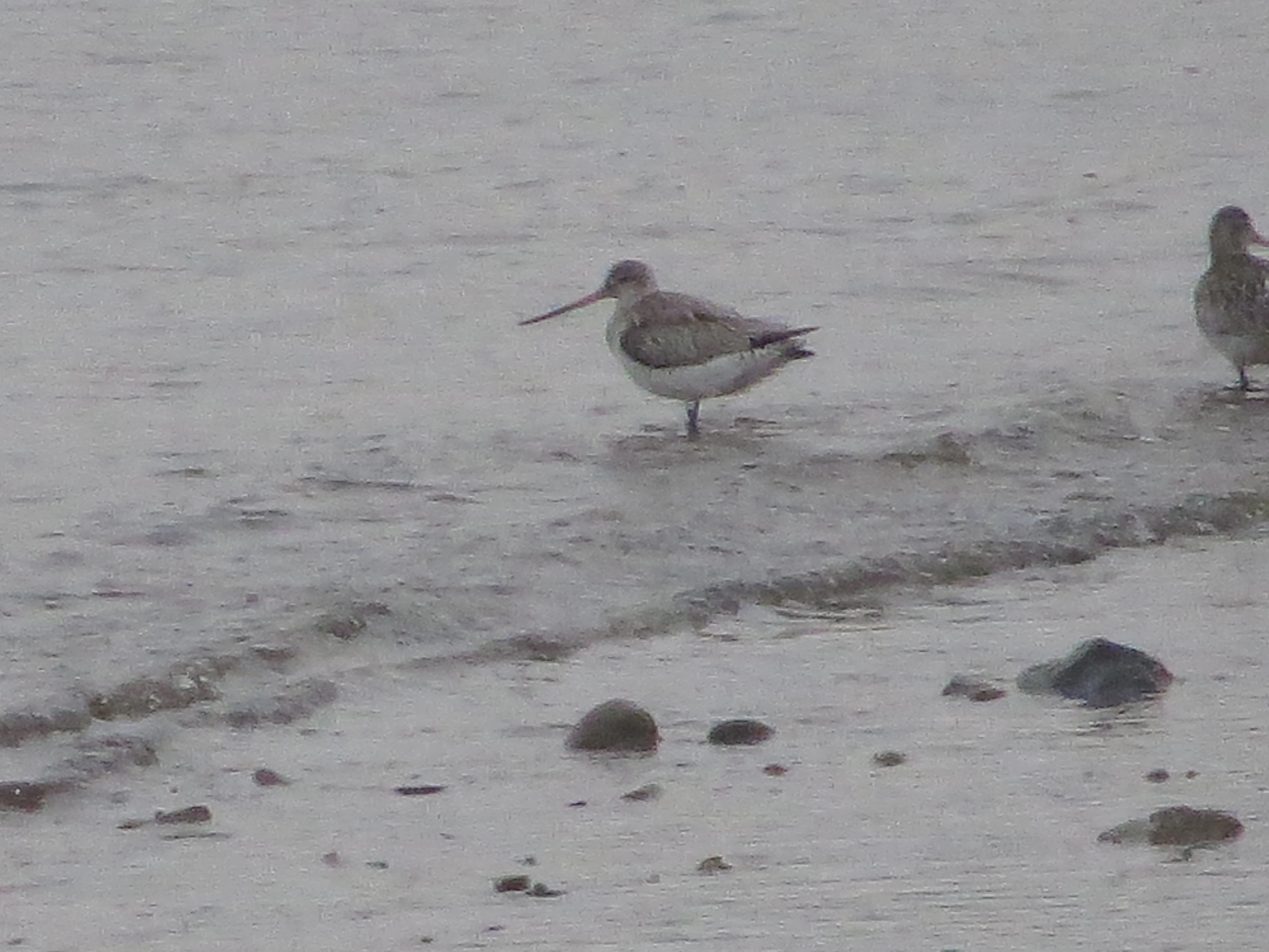 Greenshank, Speyside, Scotland, UK — photo by Adam Prugel-Bennett