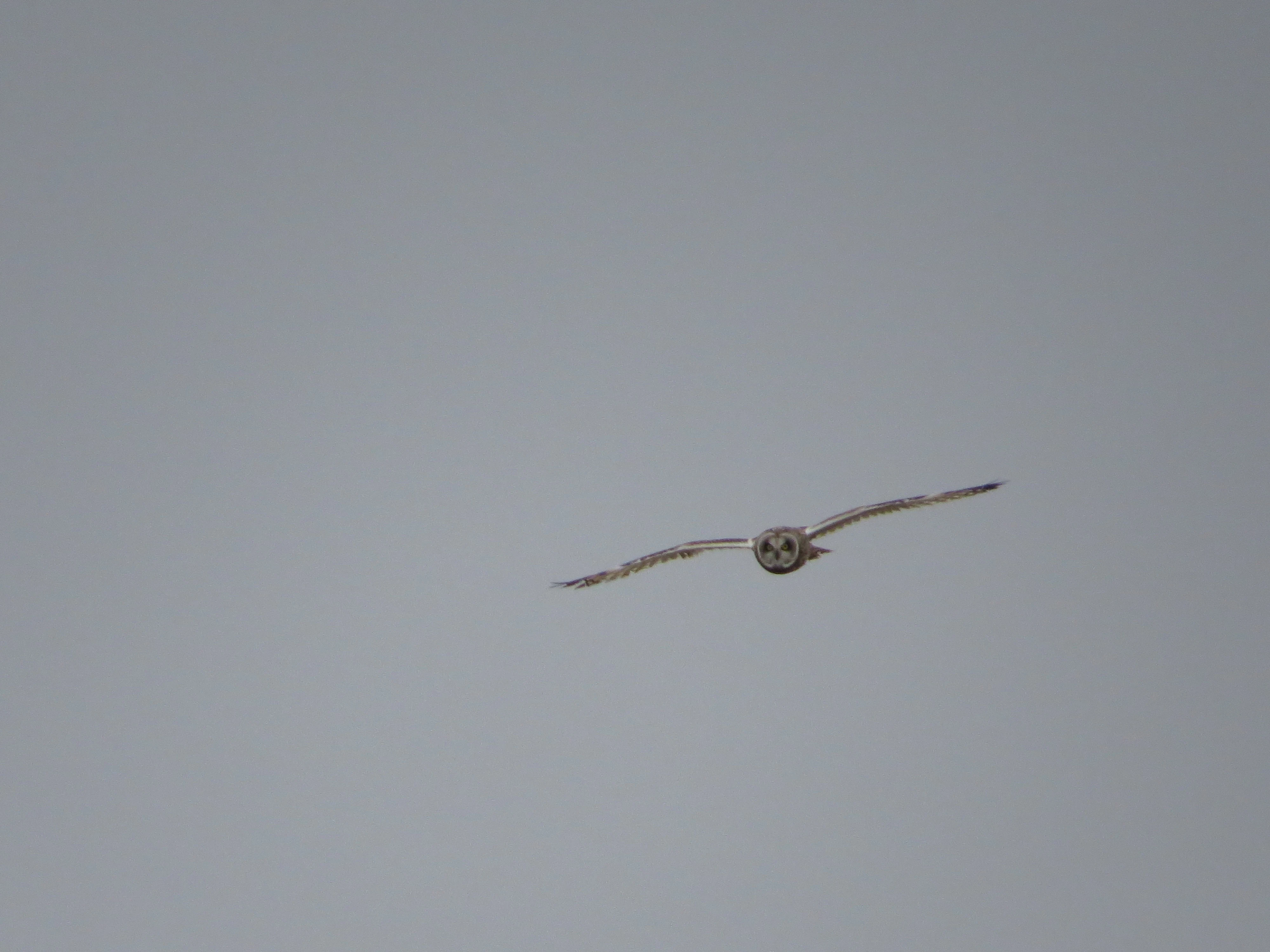 Short-eared Owl, Speyside, Scotland, UK — photo by Adam Prugel-Bennett