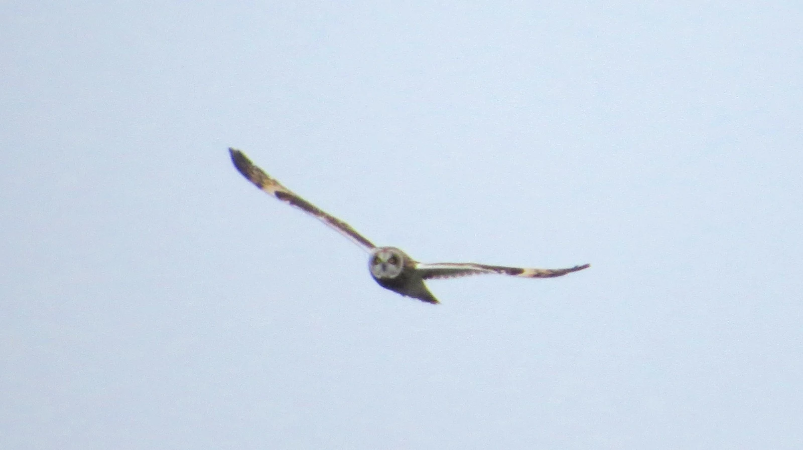 Short-eared Owl, Speyside, Scotland, UK — photo by Adam Prugel-Bennett