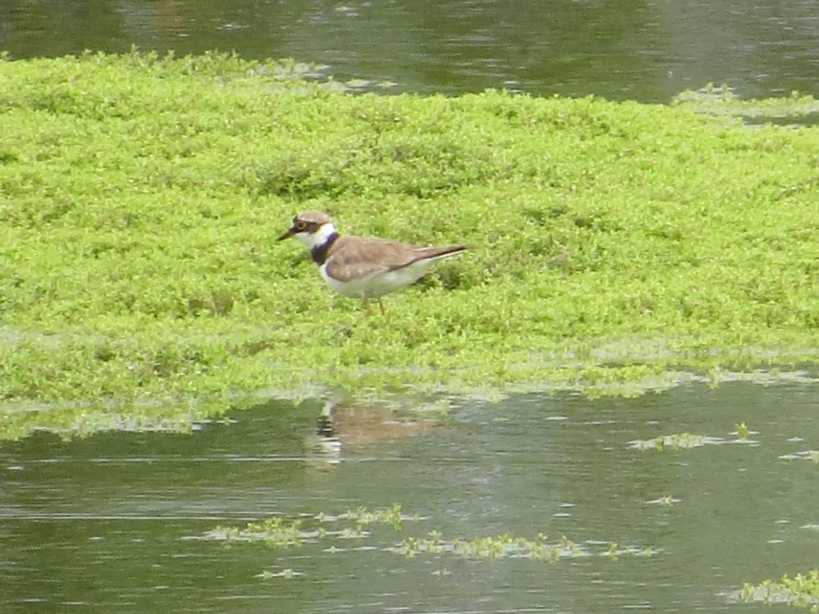 Little Ringed Plover, Testwood Lakes, Hampshire, UK — photo by Adam Prugel-Bennett