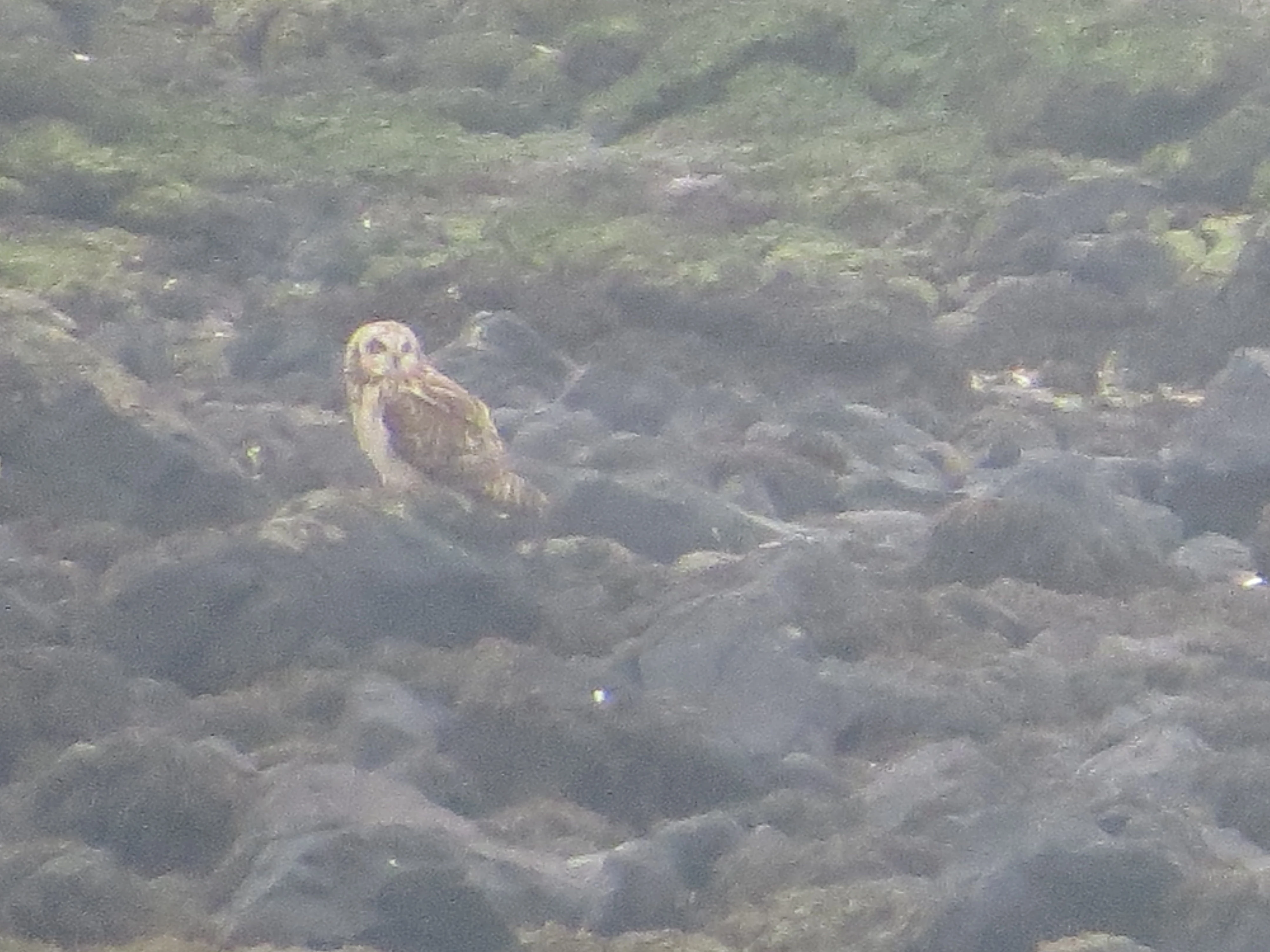 Short-eared Owl, Speyside, Scotland, UK — photo by Adam Prugel-Bennett