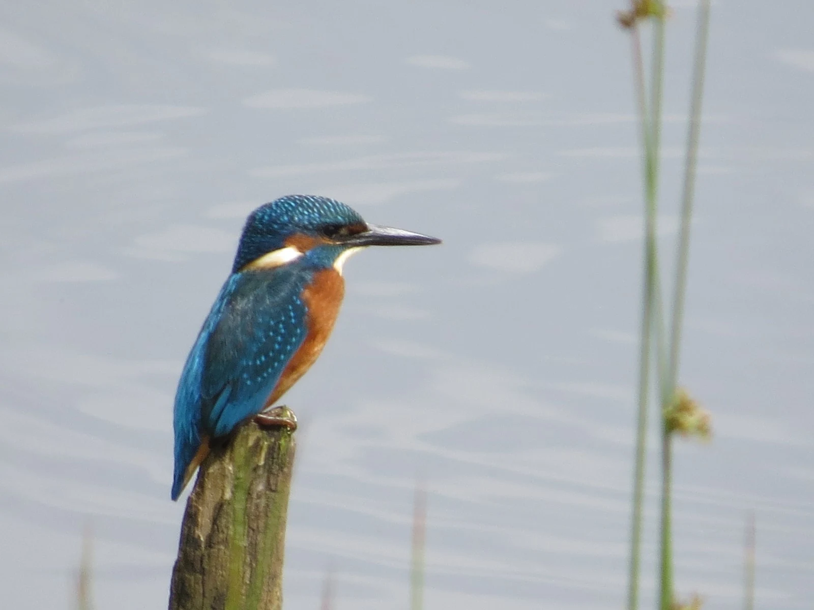 Kingfisher, Testwood Lakes, Hampshire, UK — photo by Adam Prugel-Bennett