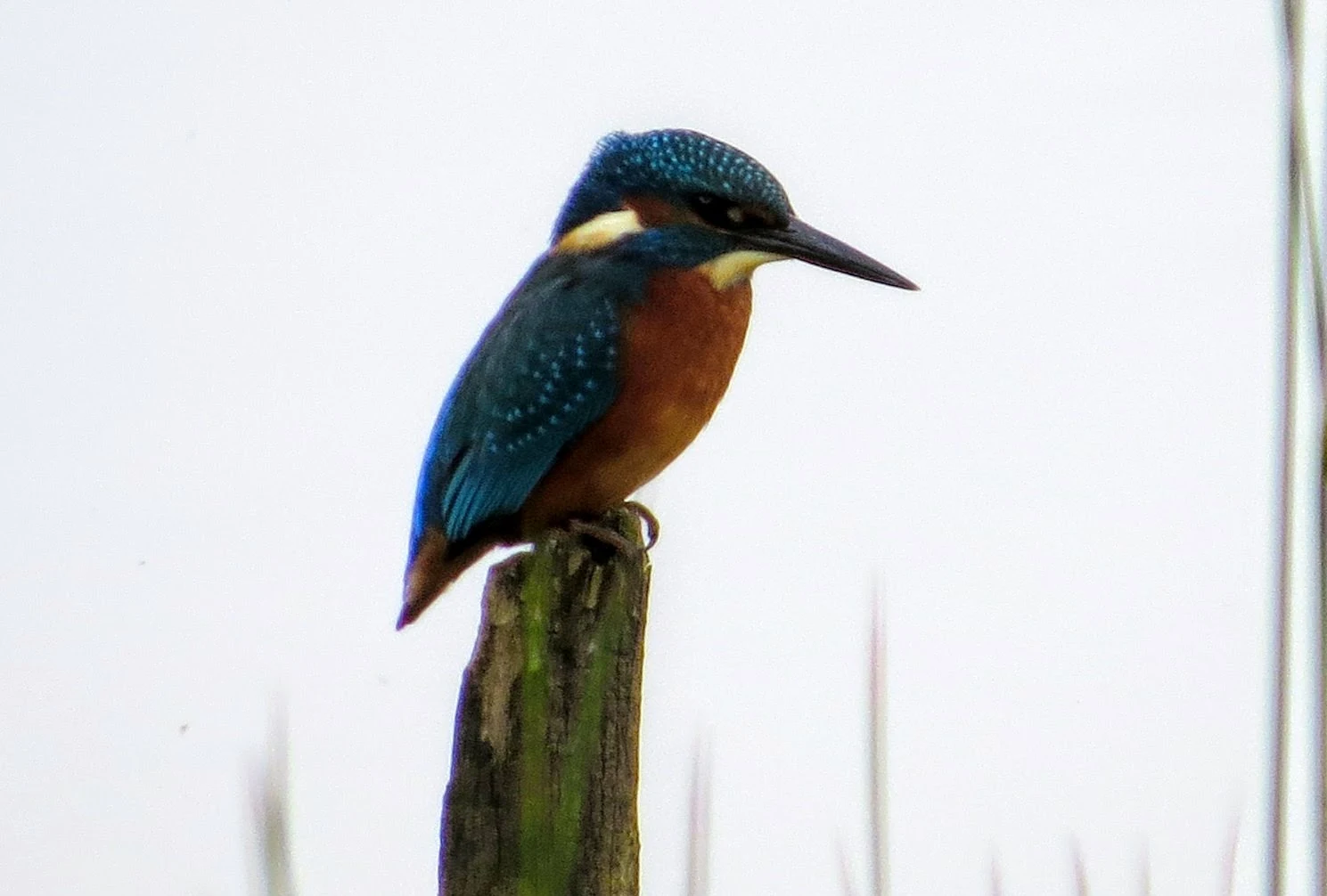 Kingfisher, Testwood Lakes, Hampshire, UK — photo by Adam Prugel-Bennett