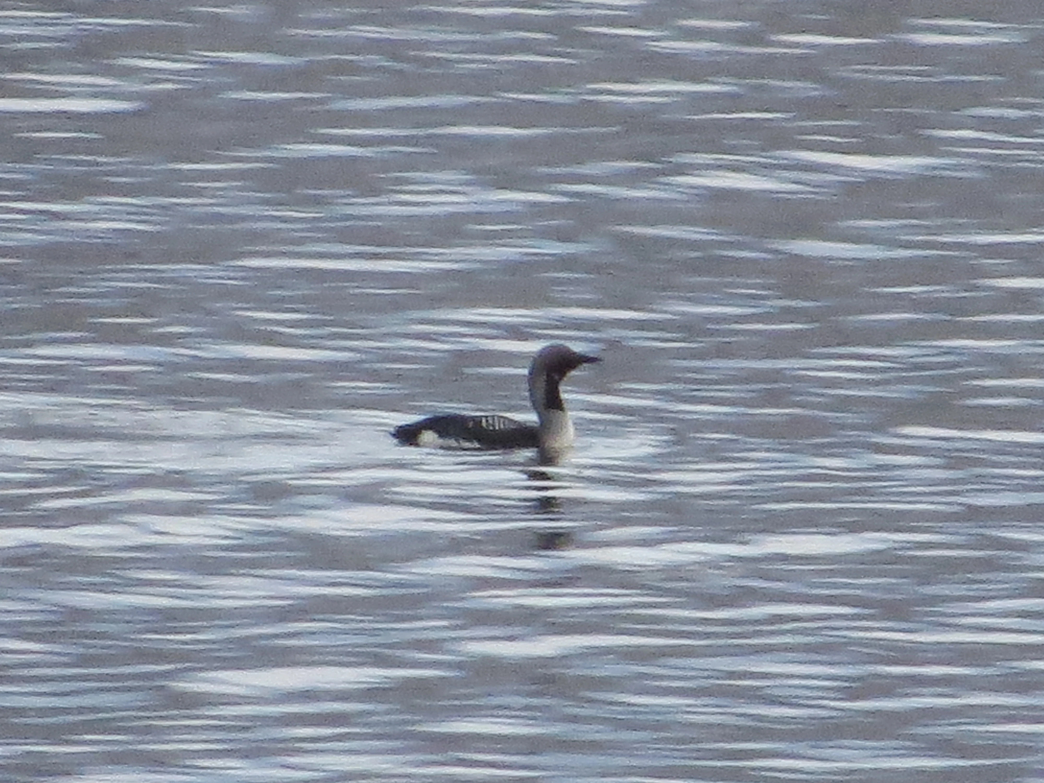 Red-throated Diver, Speyside, Scotland, UK — photo by Adam Prugel-Bennett
