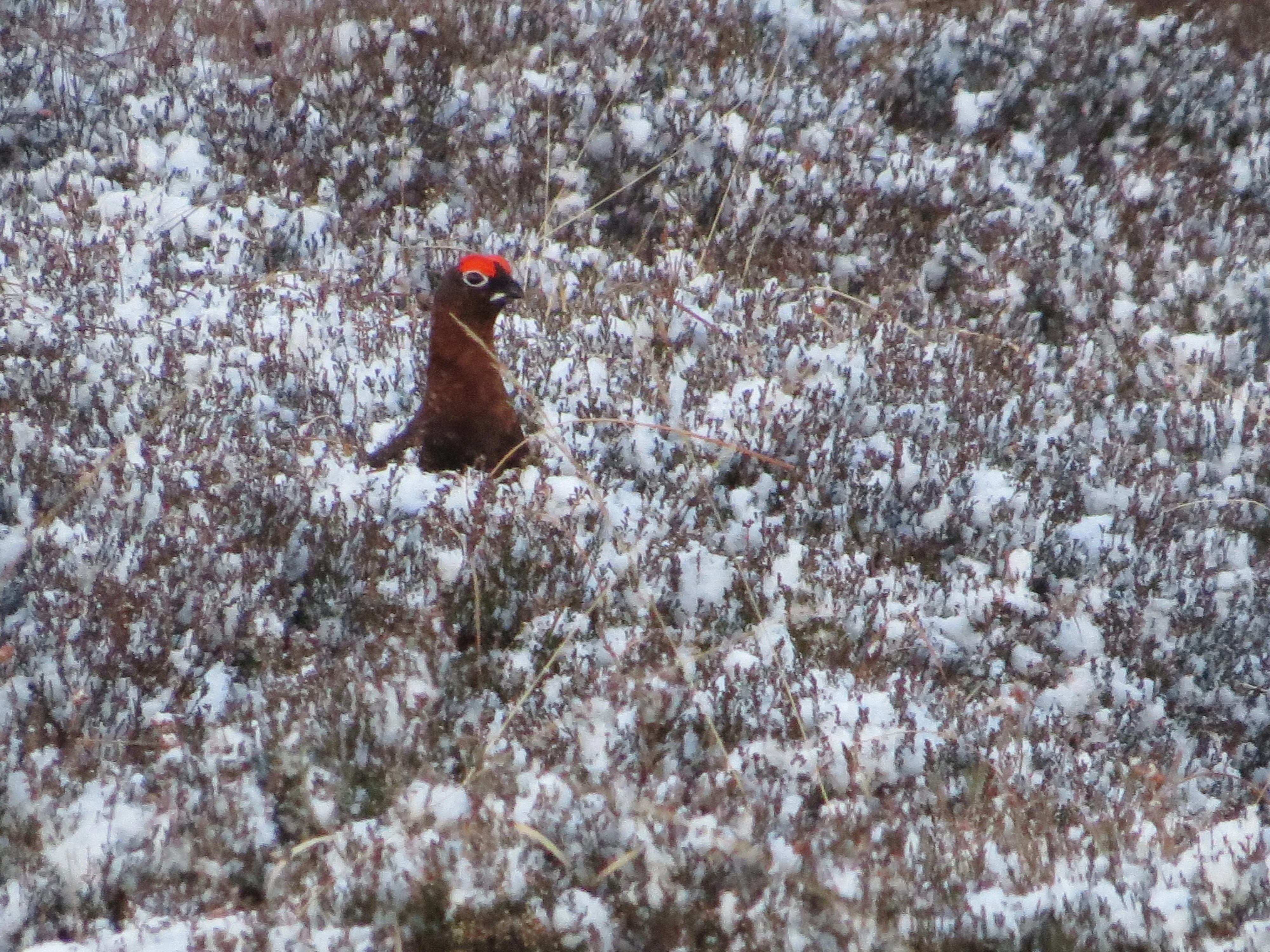 Red Grouse, Speyside, Scotland, UK — photo by Adam Prugel-Bennett