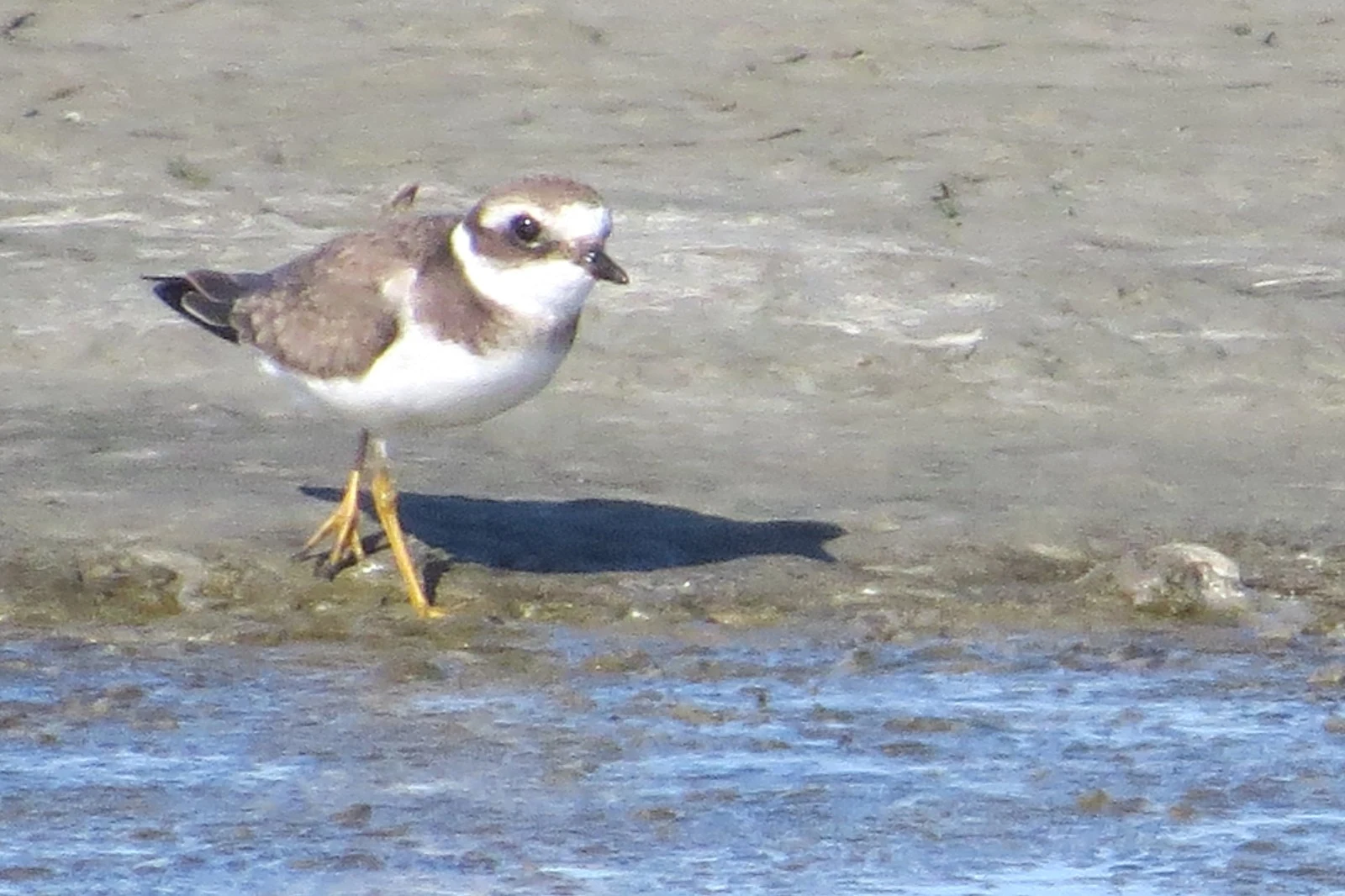 Kentish Plover — photo by Adam Prugel-Bennett