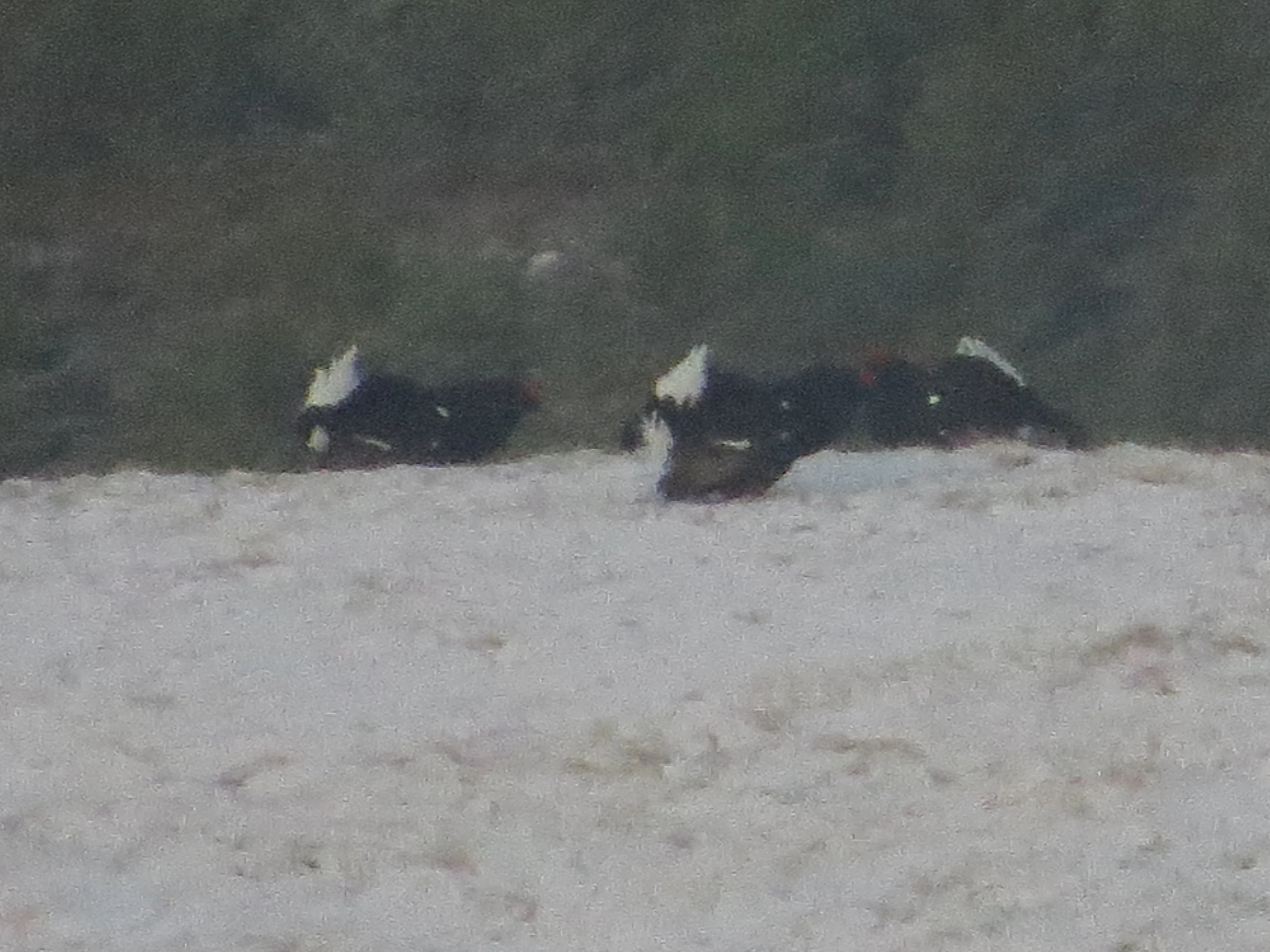Black Grouse Lek, Speyside, Scotland, UK — photo by Adam Prugel-Bennett