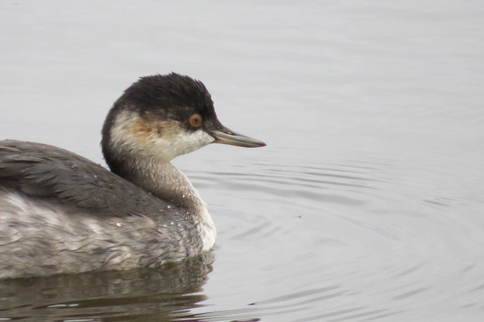 Horned Grebe (non-breeding plumage) — photo by Adam Prugel-Bennett