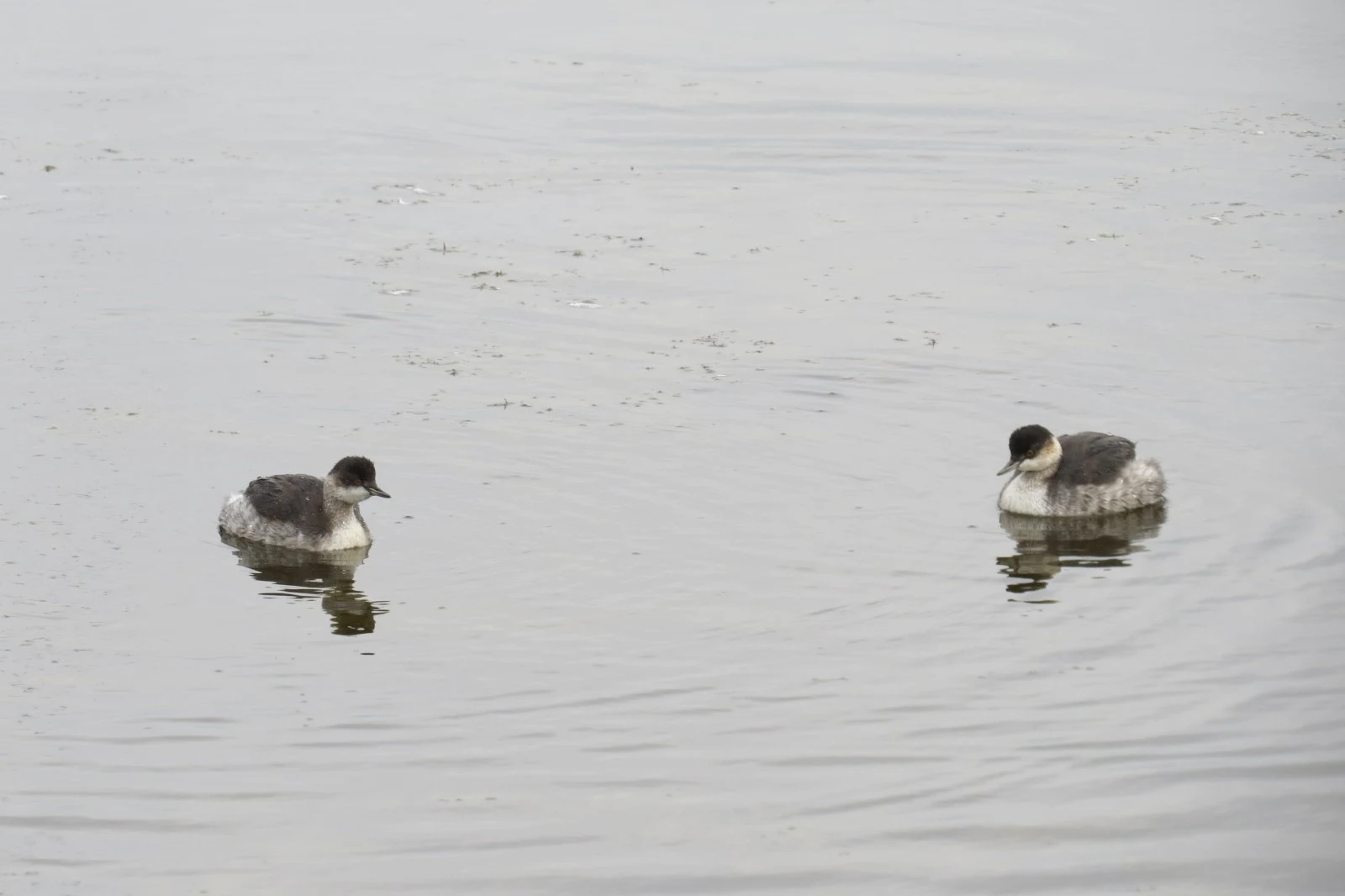 Slavonian Grebe (non-breeding plumage) — photo by Adam Prugel-Bennett