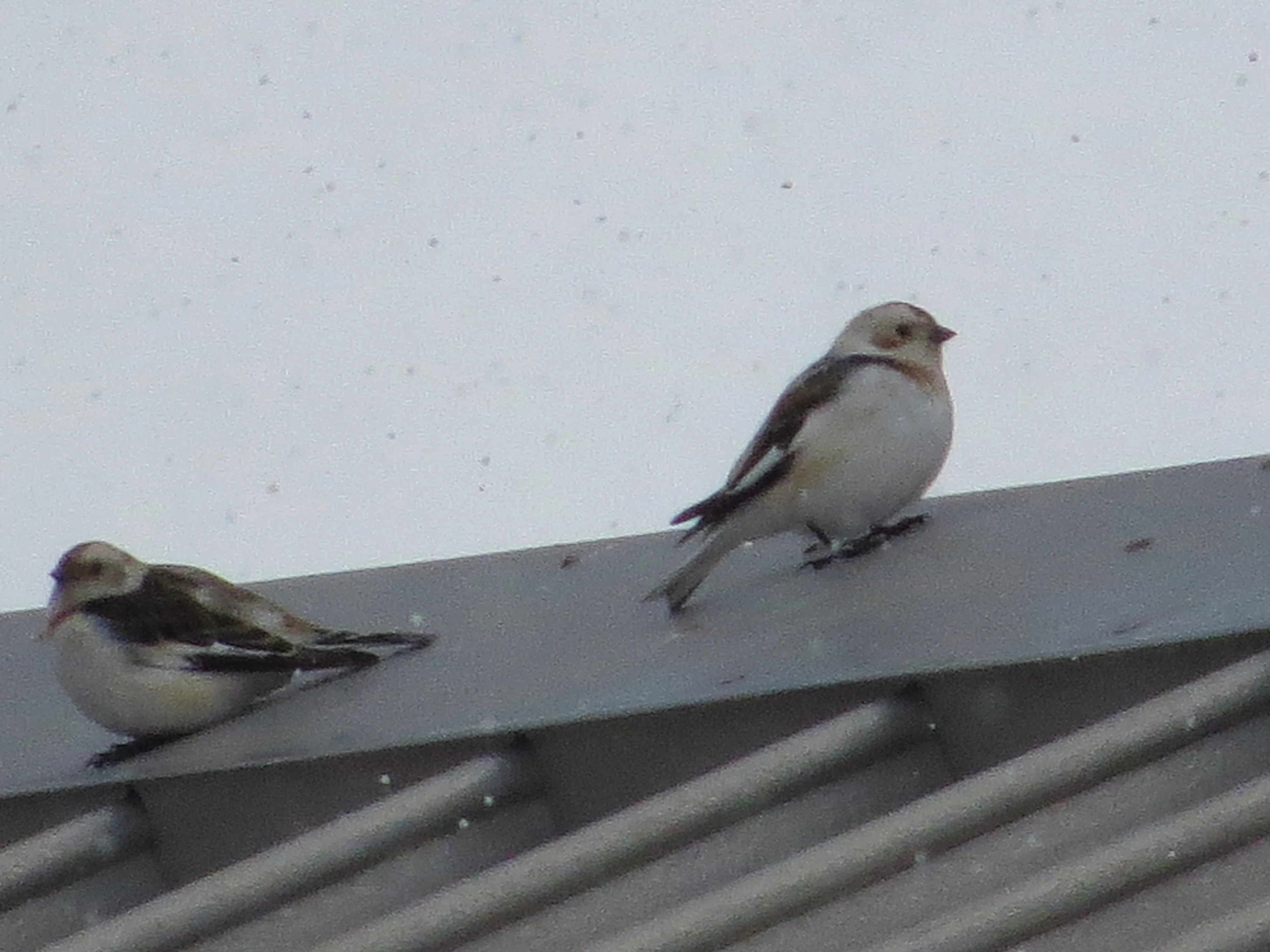 Snow Bunting, Speyside, Scotland, UK — photo by Adam Prugel-Bennett