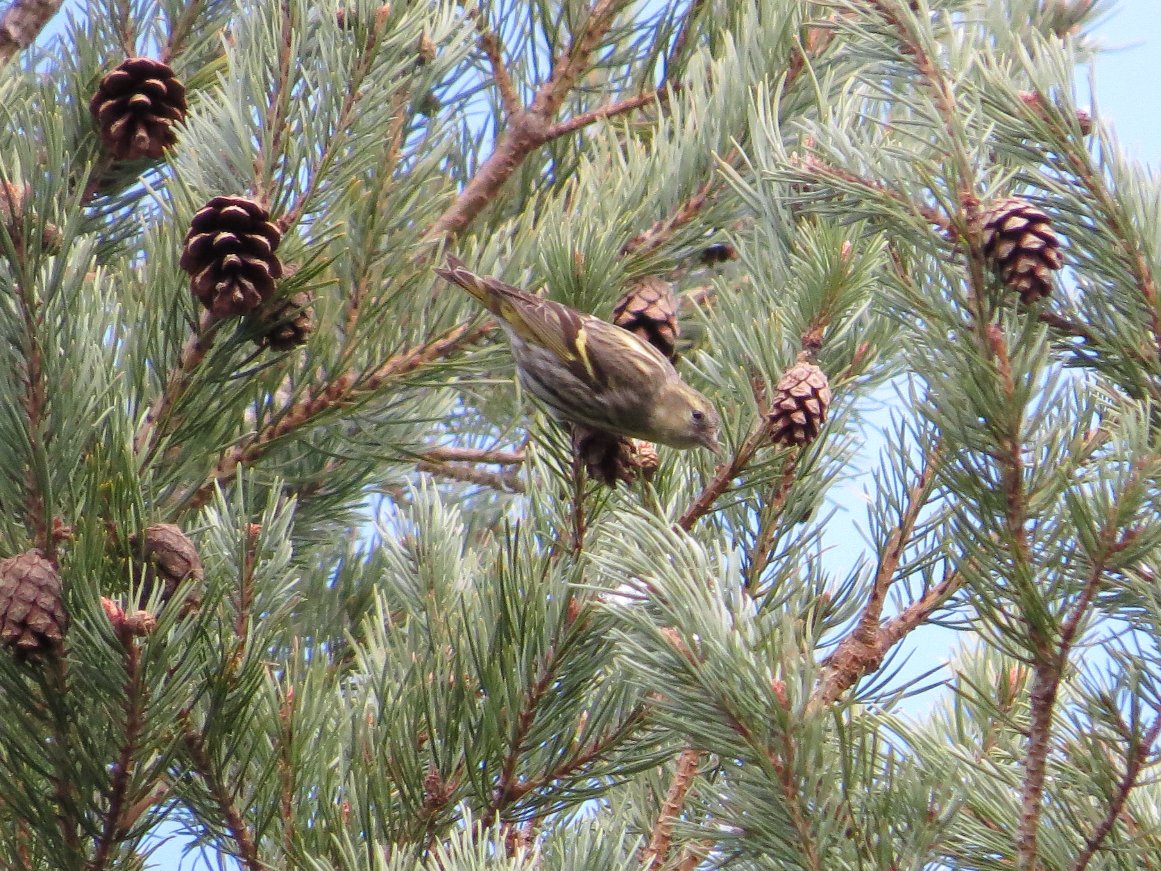 Siskin, Speyside, Scotland, UK — photo by Adam Prugel-Bennett