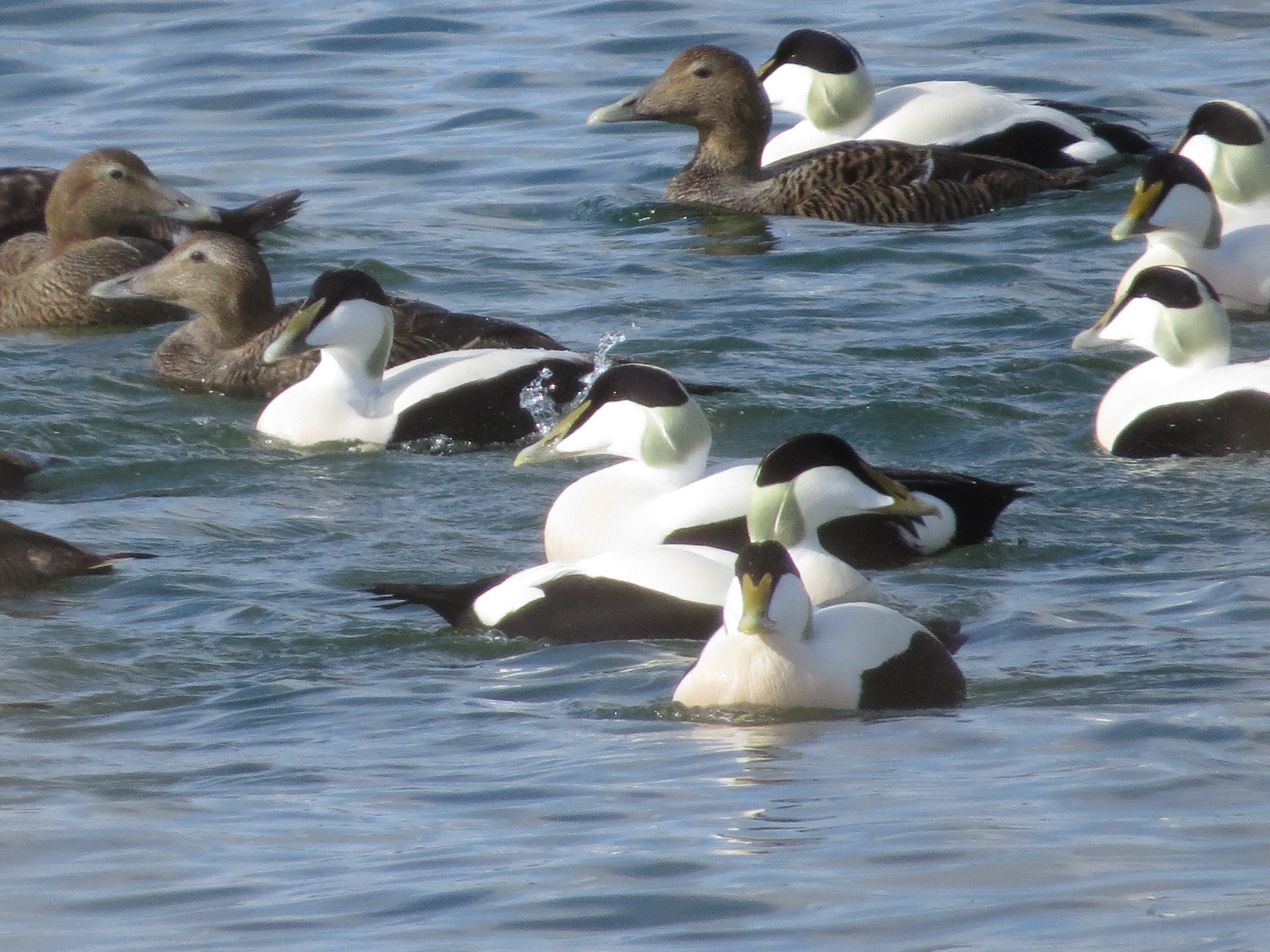 Eider Duck, Speyside, Scotland, UK — photo by Adam Prugel-Bennett