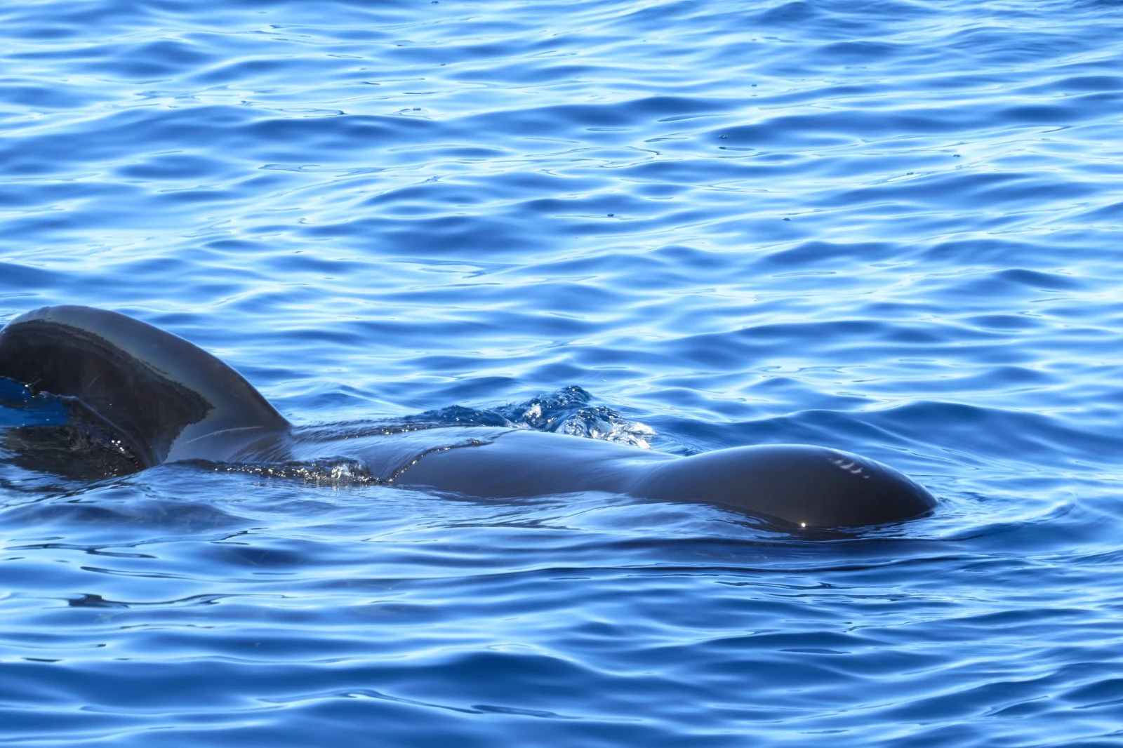 Minke whale, Spain — photo by Adam Prugel-Bennett