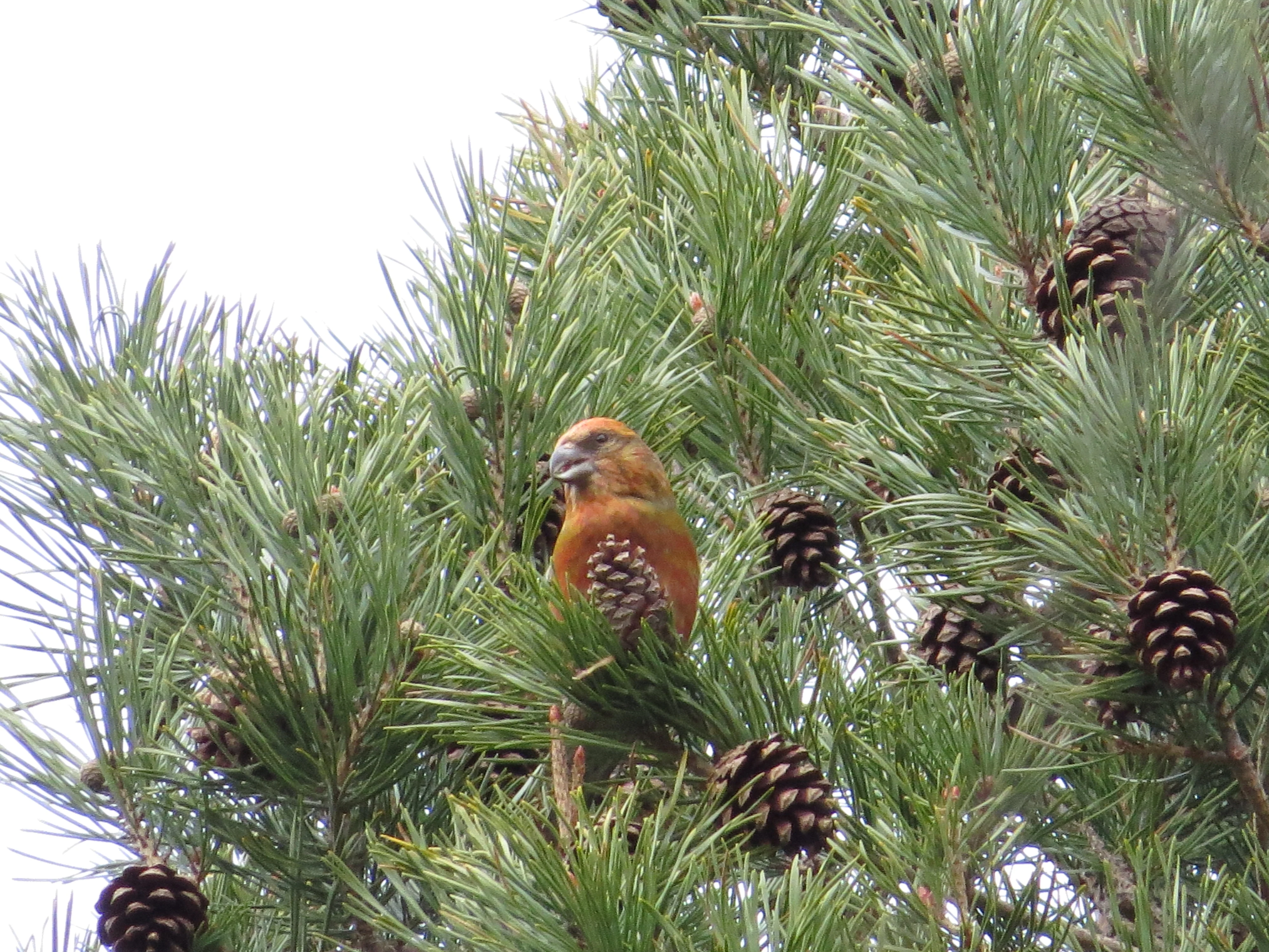 Scottish Crossbill, Speyside, Scotland, UK — photo by Adam Prugel-Bennett