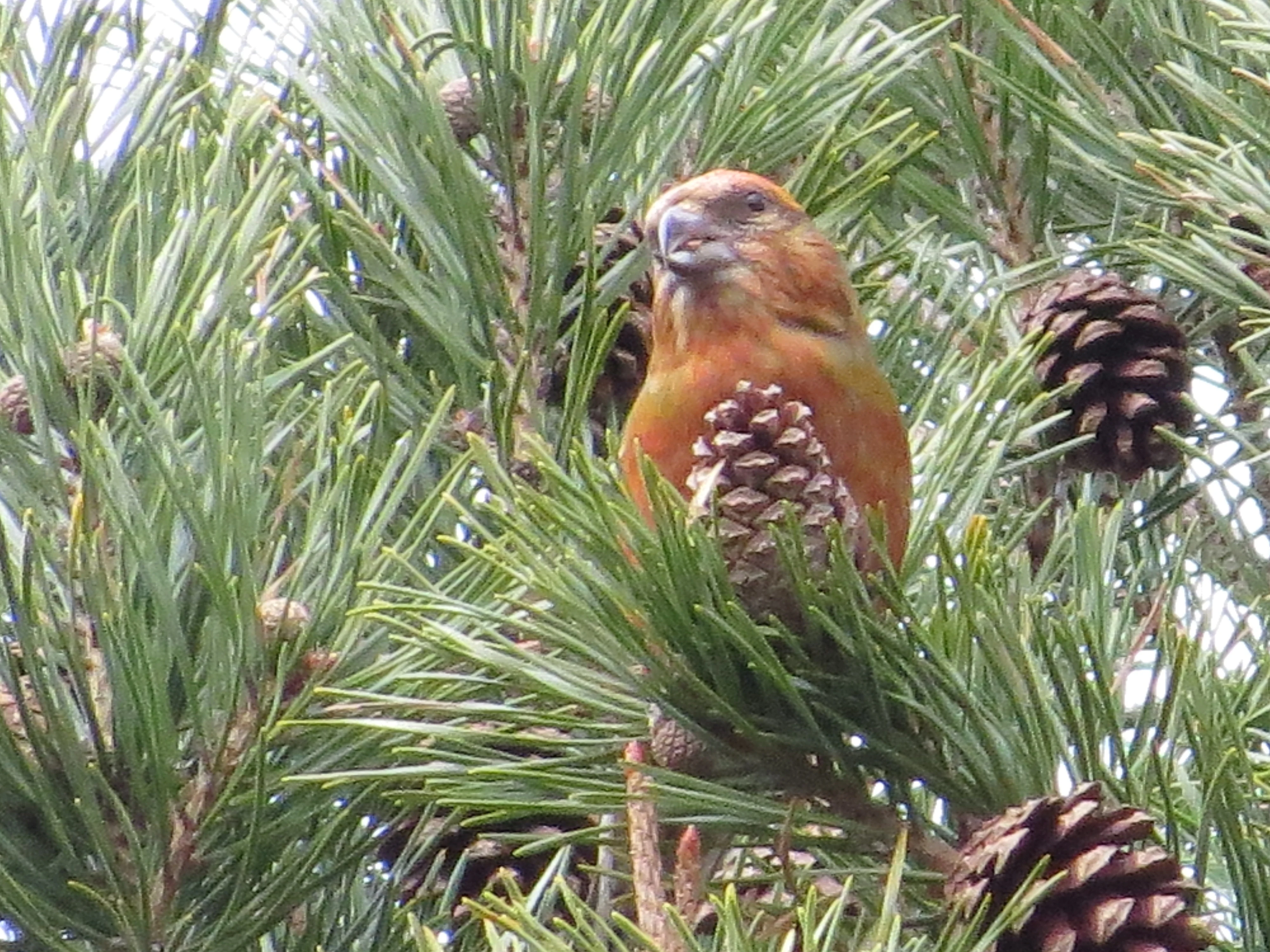 Scottish Crossbill, Speyside, Scotland, UK — photo by Adam Prugel-Bennett