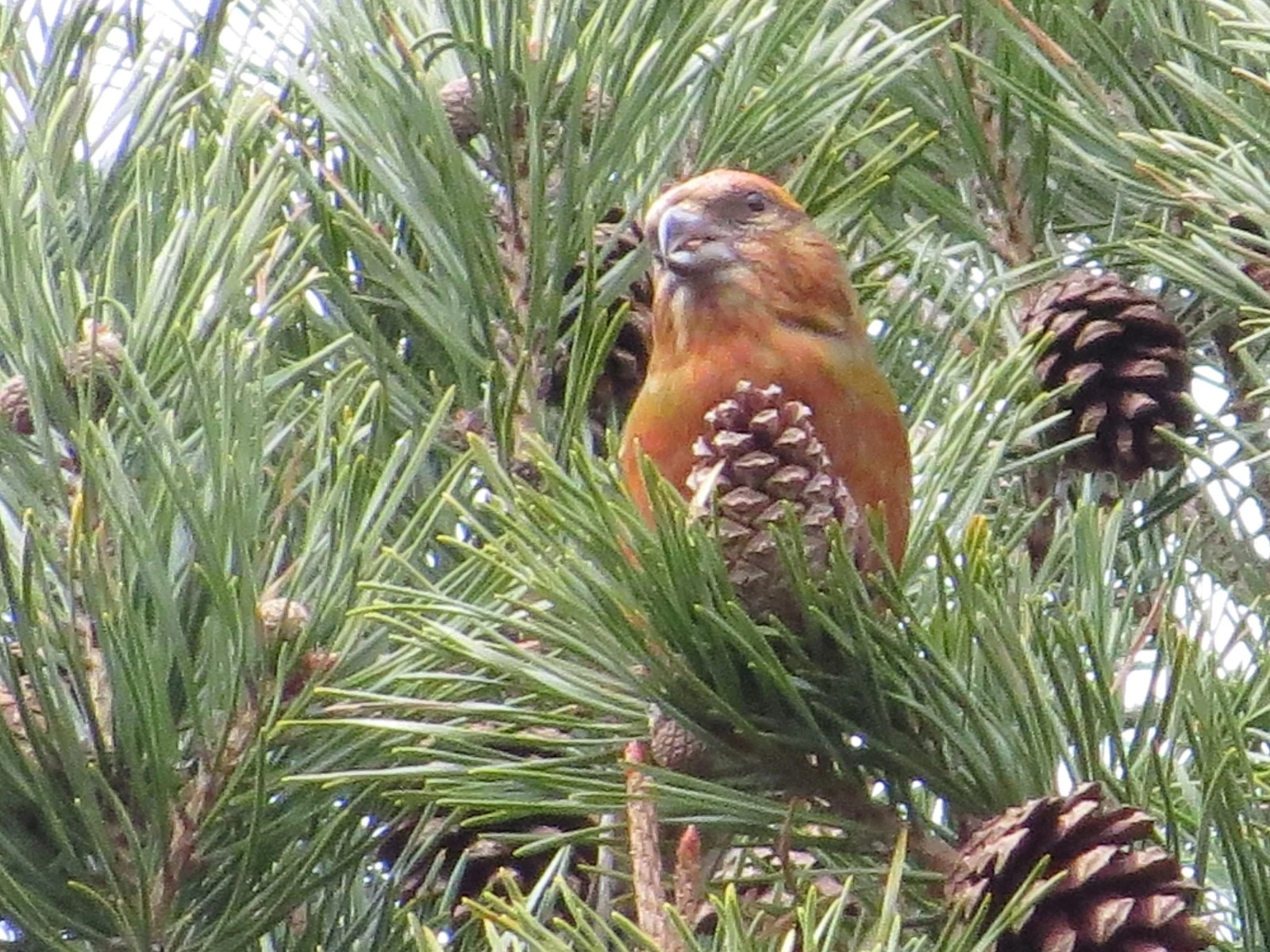 Red Crossbill, Speyside, Scotland, UK — photo by Adam Prugel-Bennett