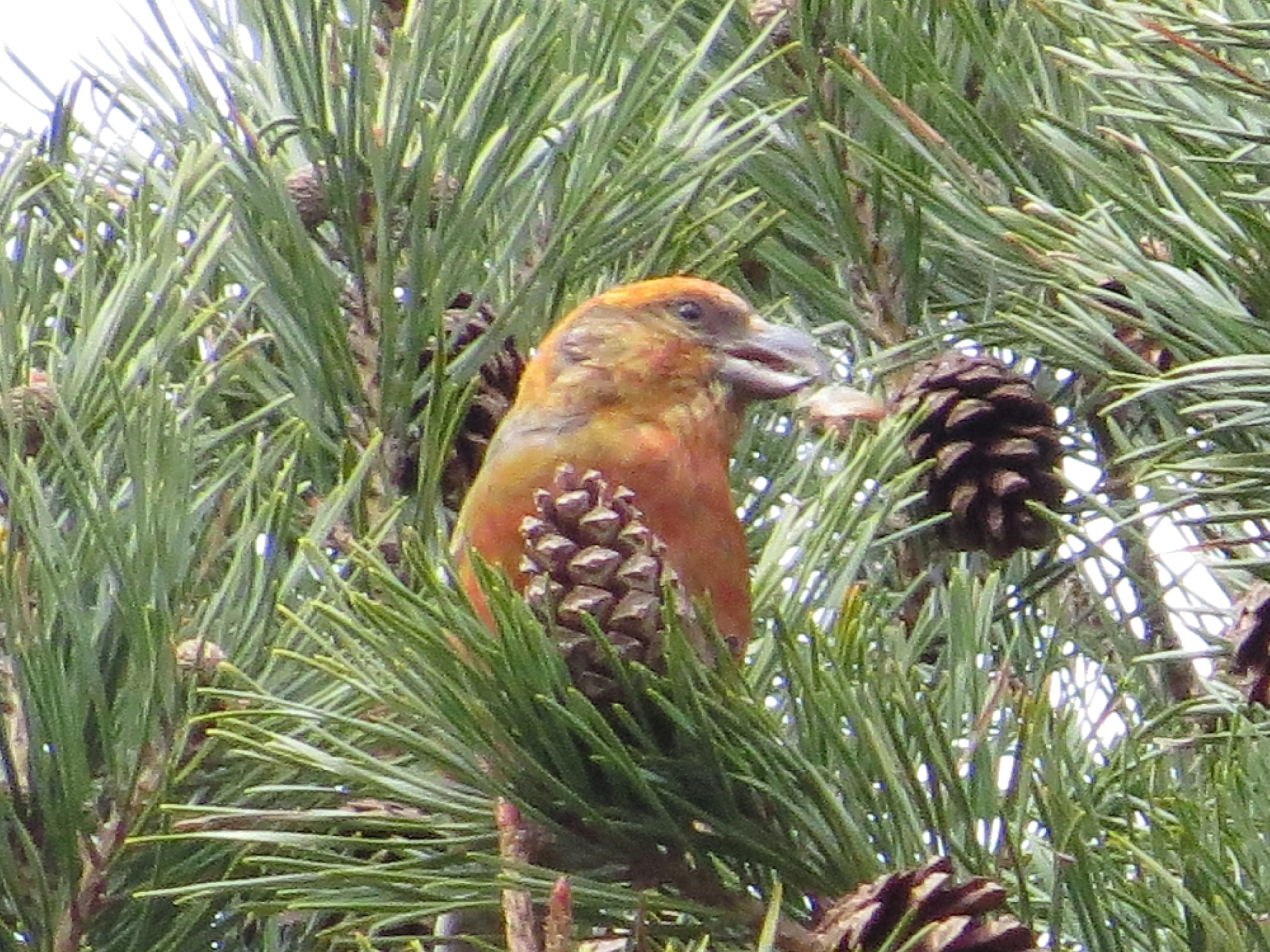 Scottish Crossbill, Speyside, Scotland, UK — photo by Adam Prugel-Bennett