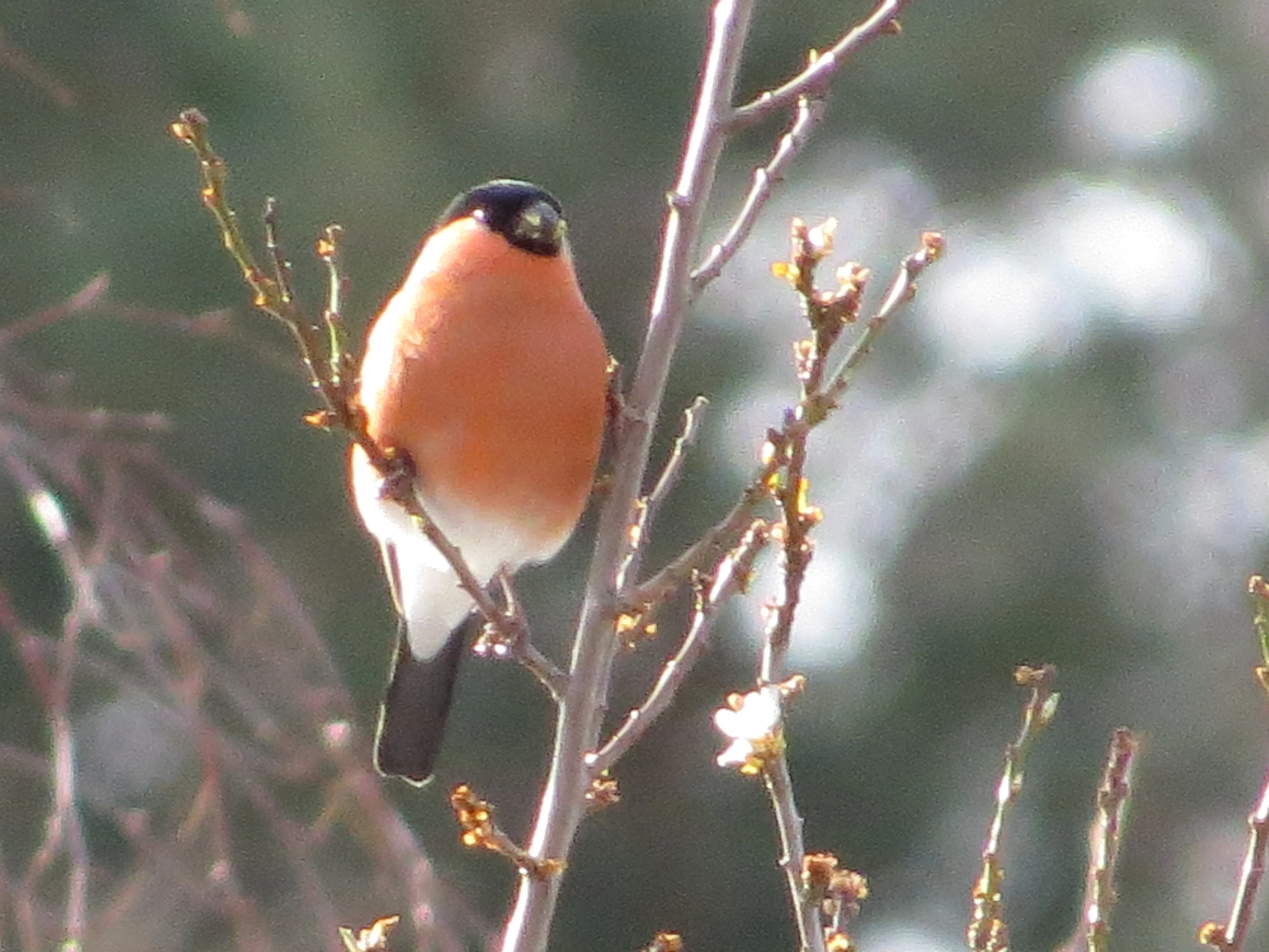 Bullfinch, Speyside, Scotland, UK — photo by Adam Prugel-Bennett