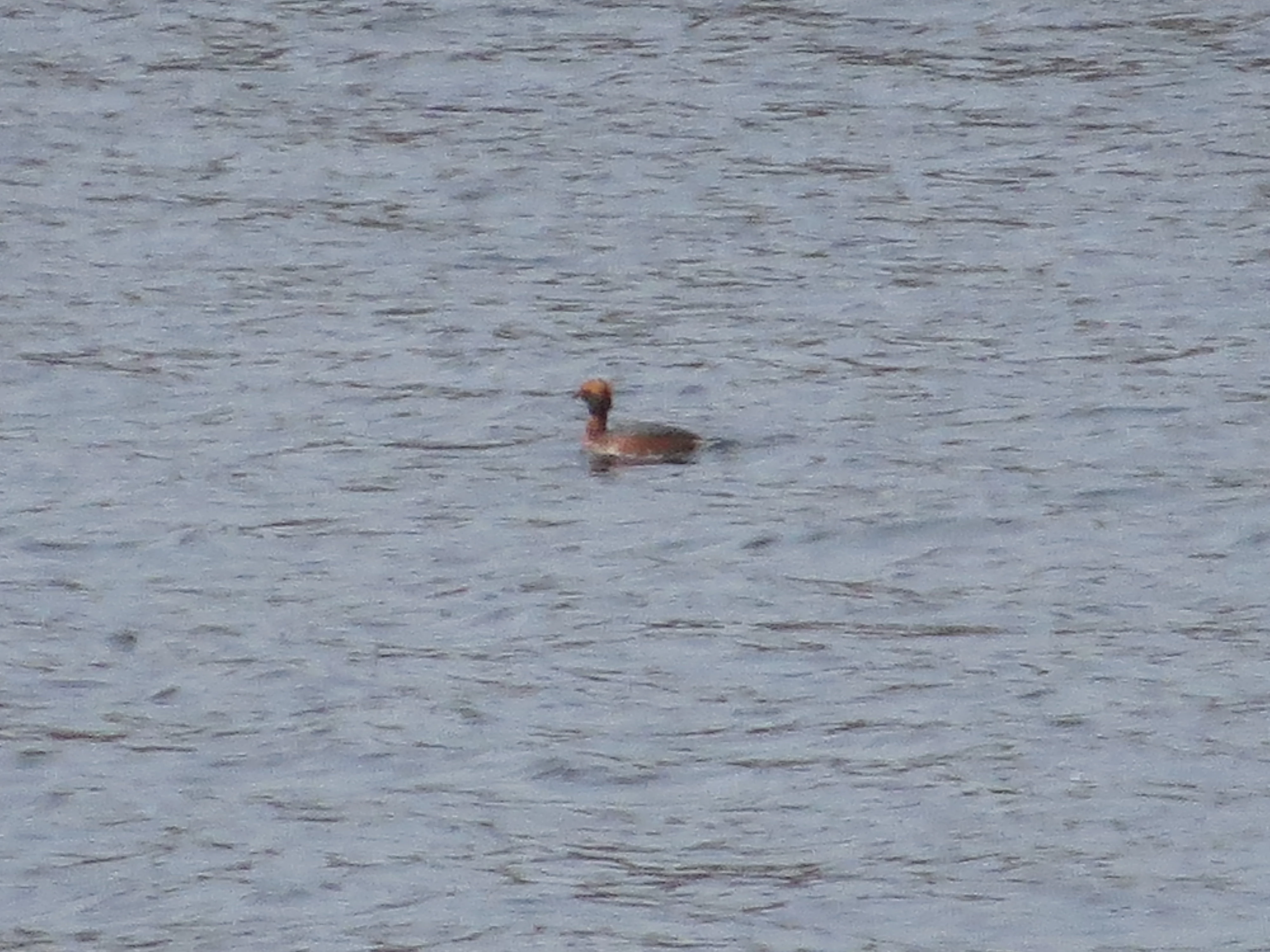 Slavonian Grebe, Speyside, Scotland, UK — photo by Adam Prugel-Bennett