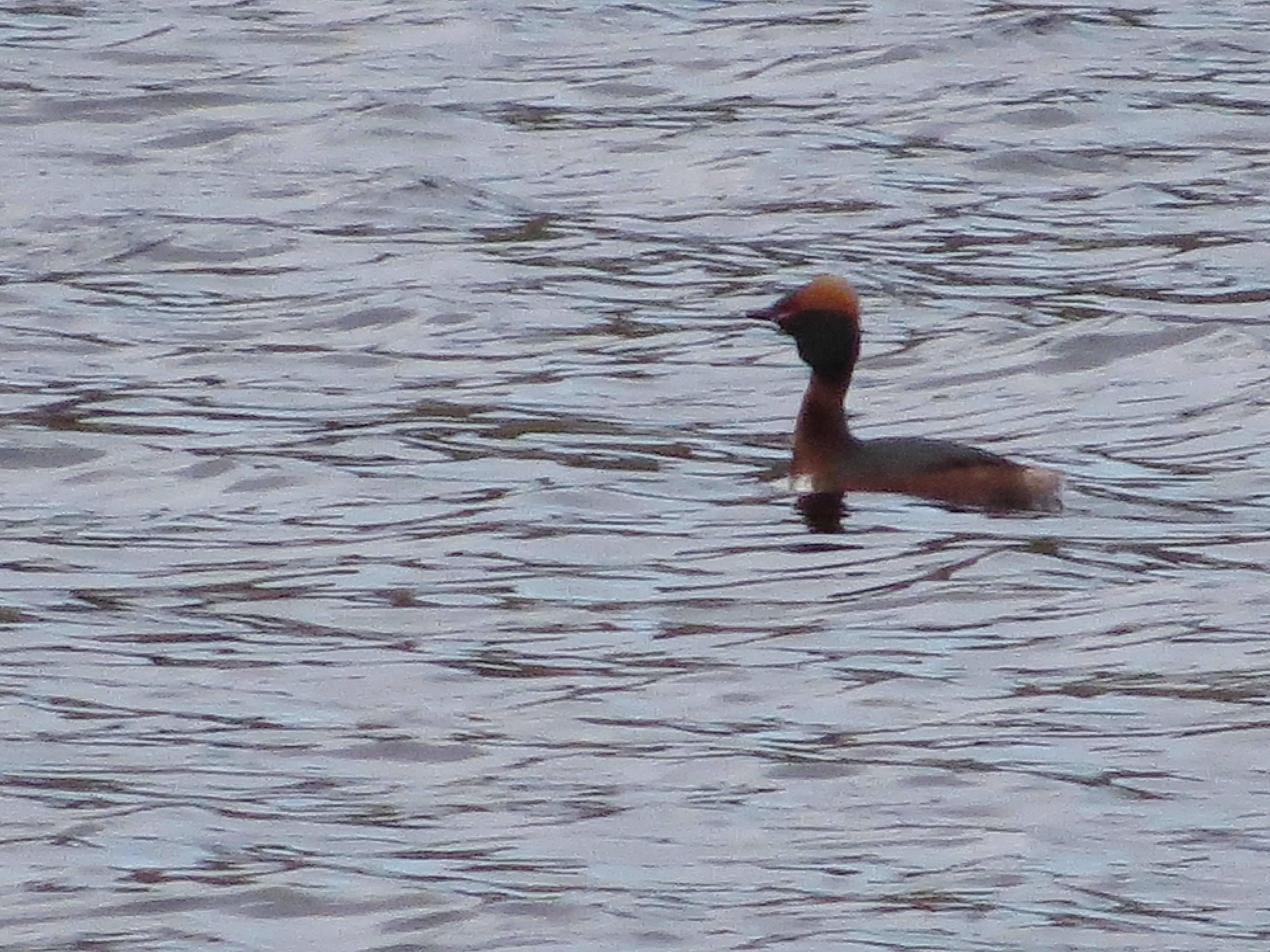 Slavonian Grebe, Speyside, Scotland, UK — photo by Adam Prugel-Bennett