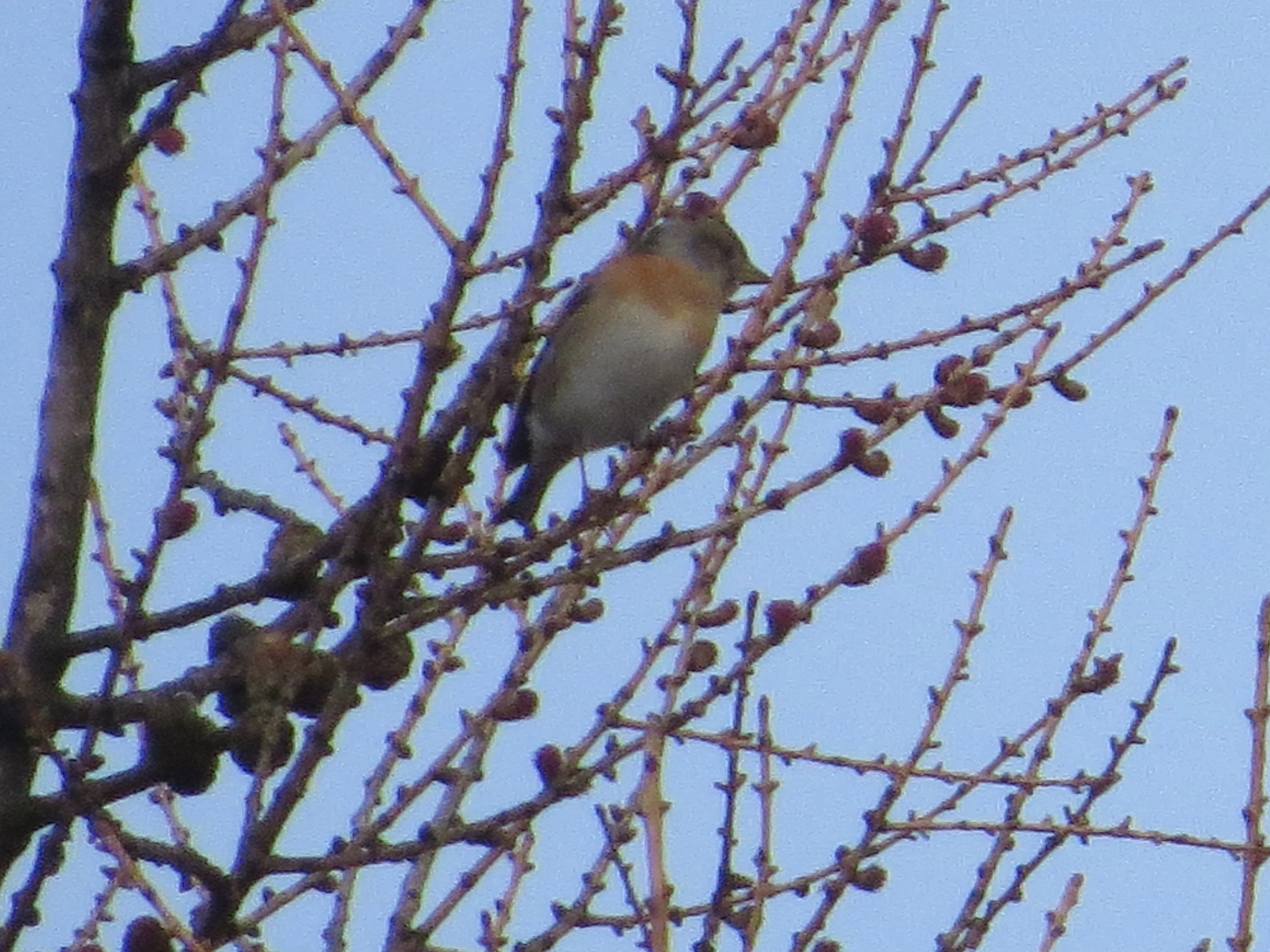 Brambling, Speyside, Scotland, UK — photo by Adam Prugel-Bennett
