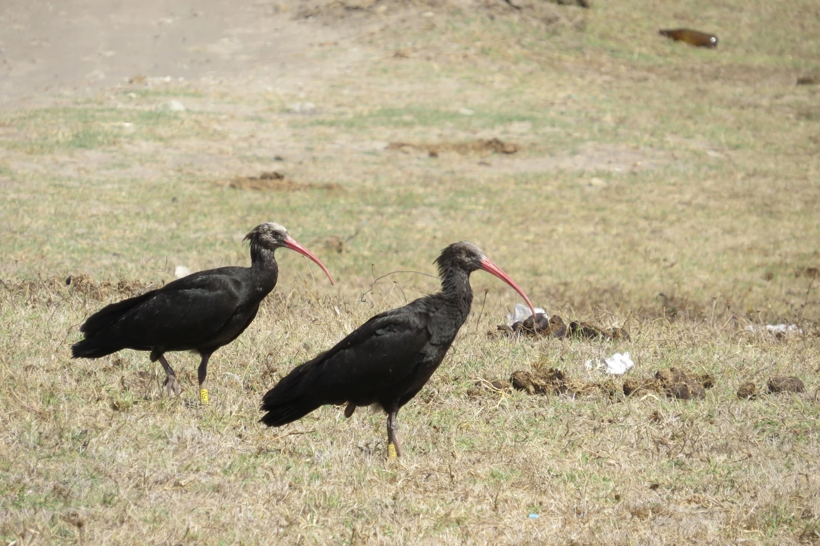 Northern Bald Ibis, Spain — photo by Adam Prugel-Bennett