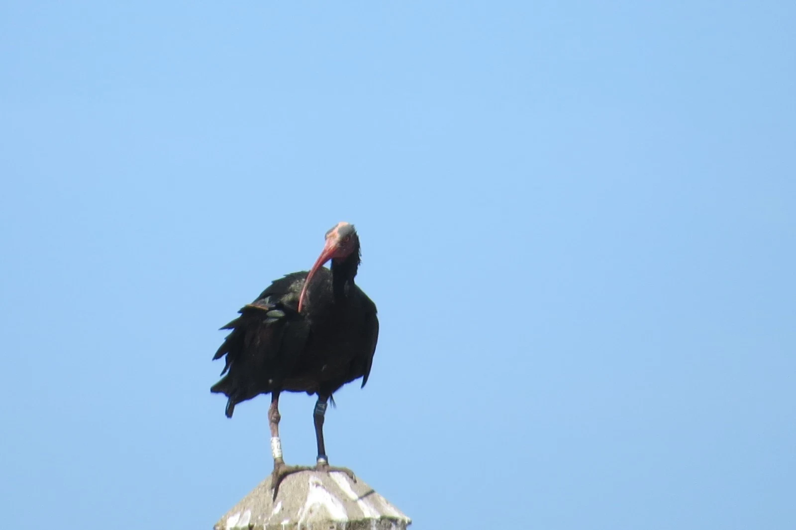 Northern Bald Ibis, Spain — photo by Adam Prugel-Bennett
