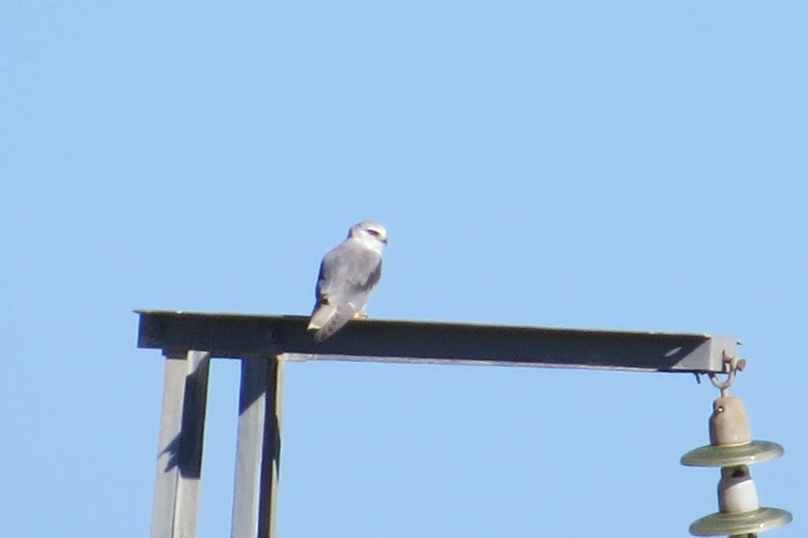 Black-winged kite, Spain — photo by Adam Prugel-Bennett