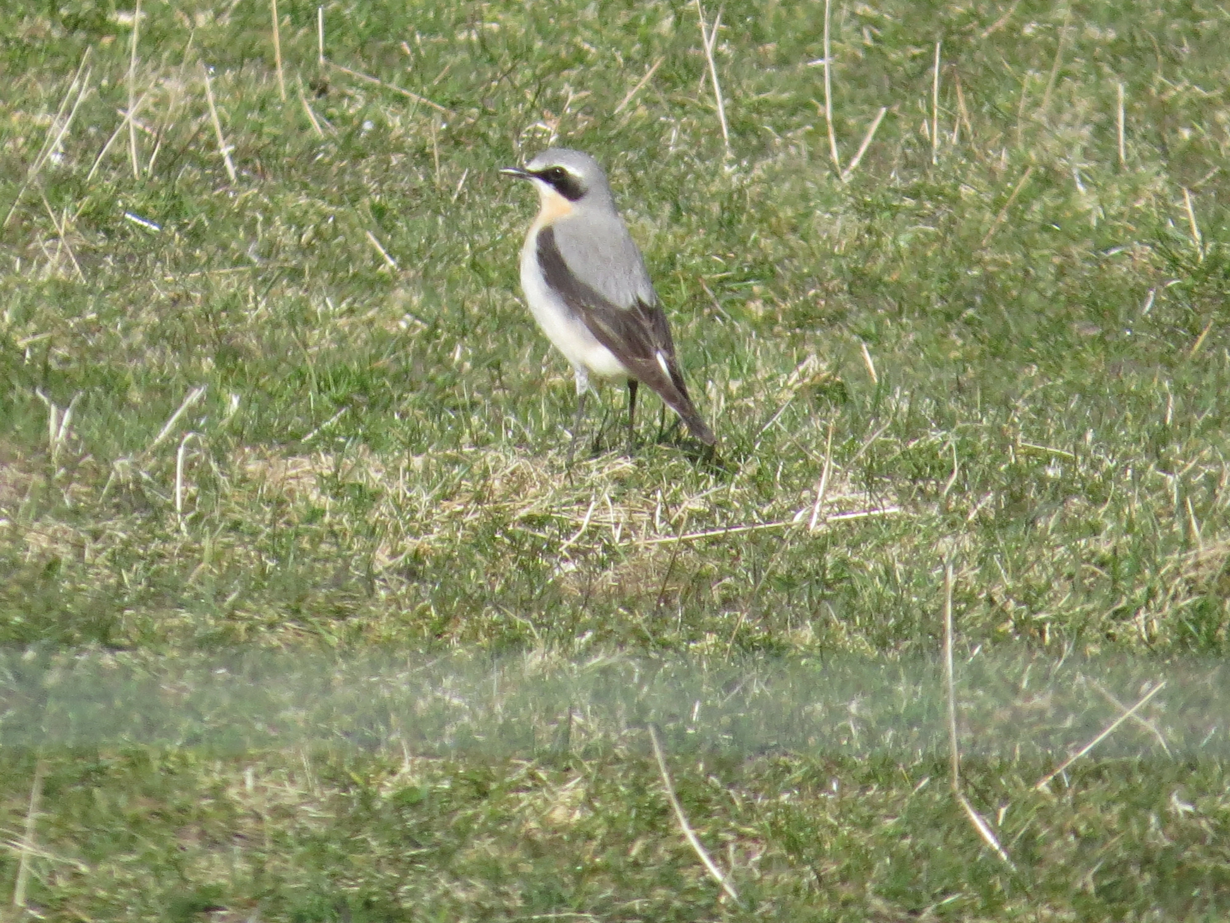 Wheatear, Speyside, Scotland, UK — photo by Adam Prugel-Bennett