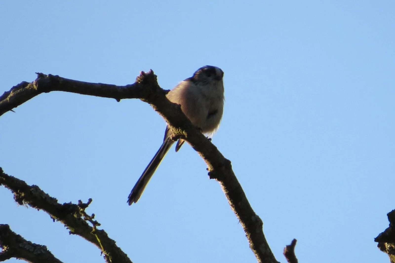 Long-tailed Tit, UK — photo by Adam Prugel-Bennett