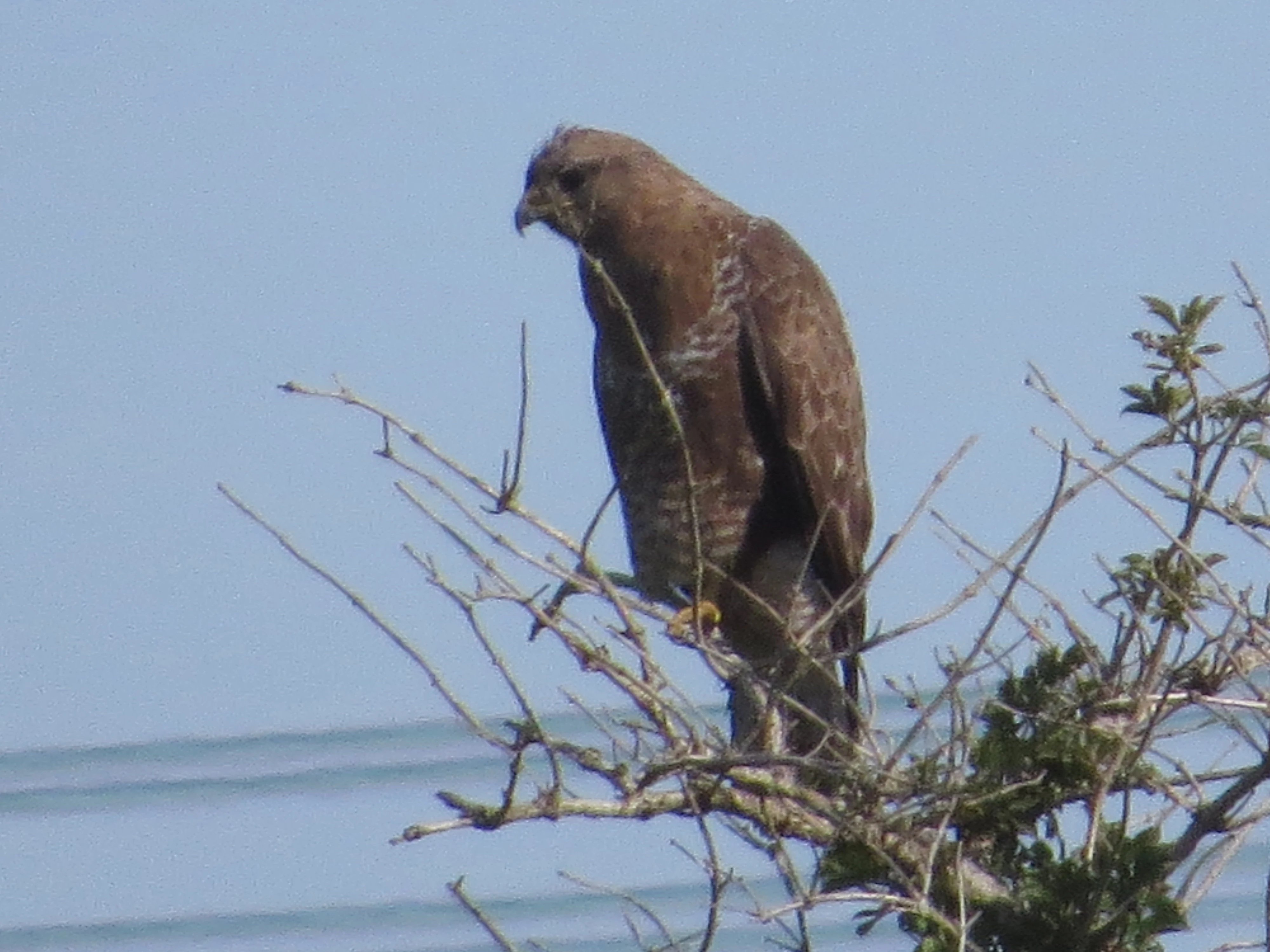 Common Buzzard, Eling Great Marsh, Totton, New Forest, UK — photo by Adam Prugel-Bennett