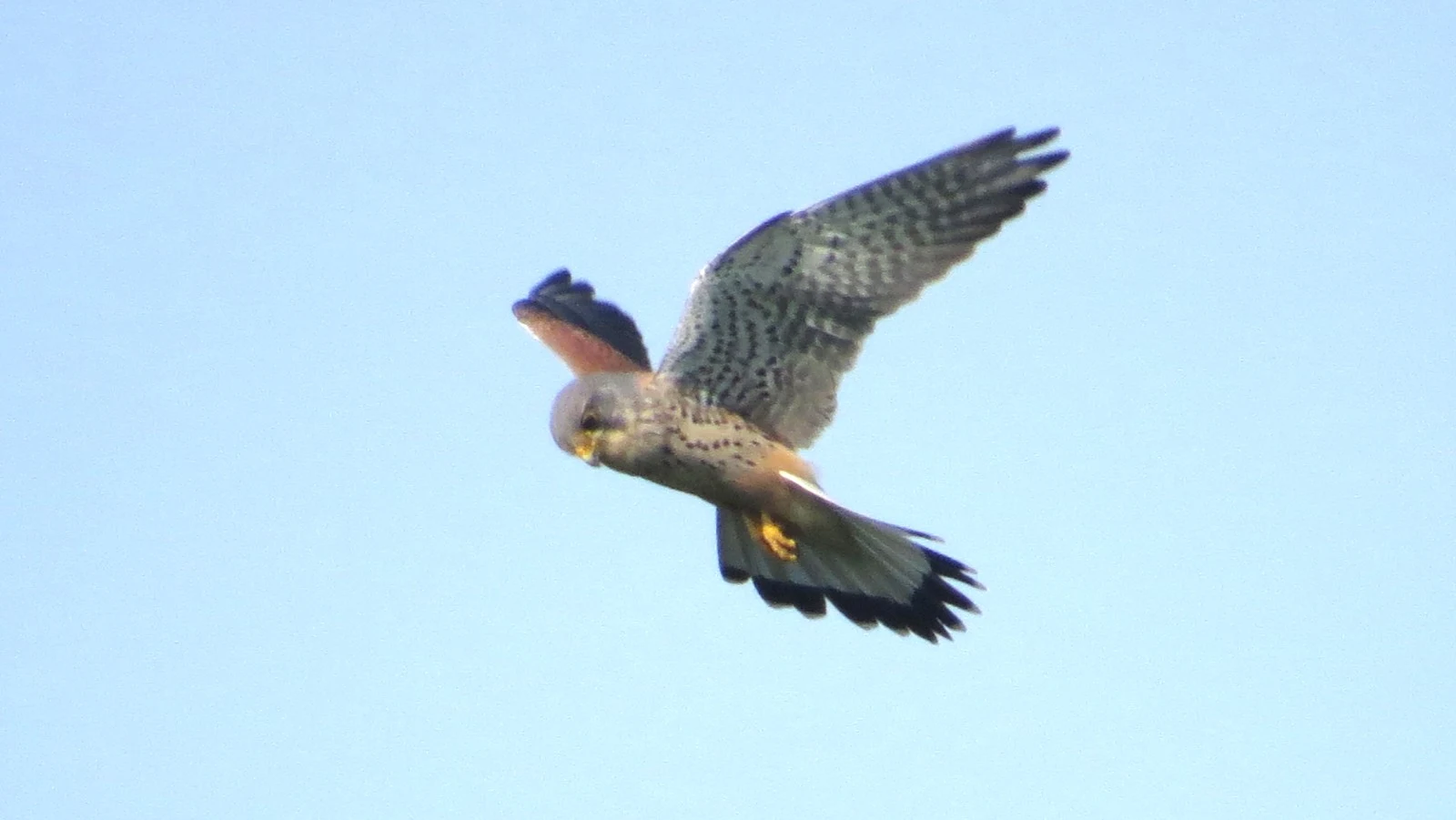 Common Kestrel, Eling, Hampshire, UK — photo by Adam Prugel-Bennett