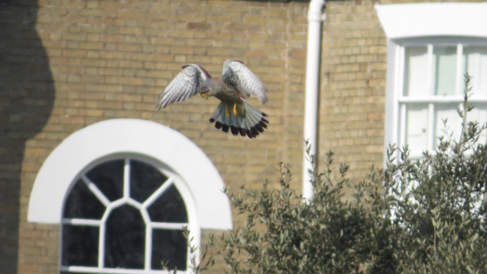 Common Kestrel, Eling, Hampshire, UK — photo by Adam Prugel-Bennett