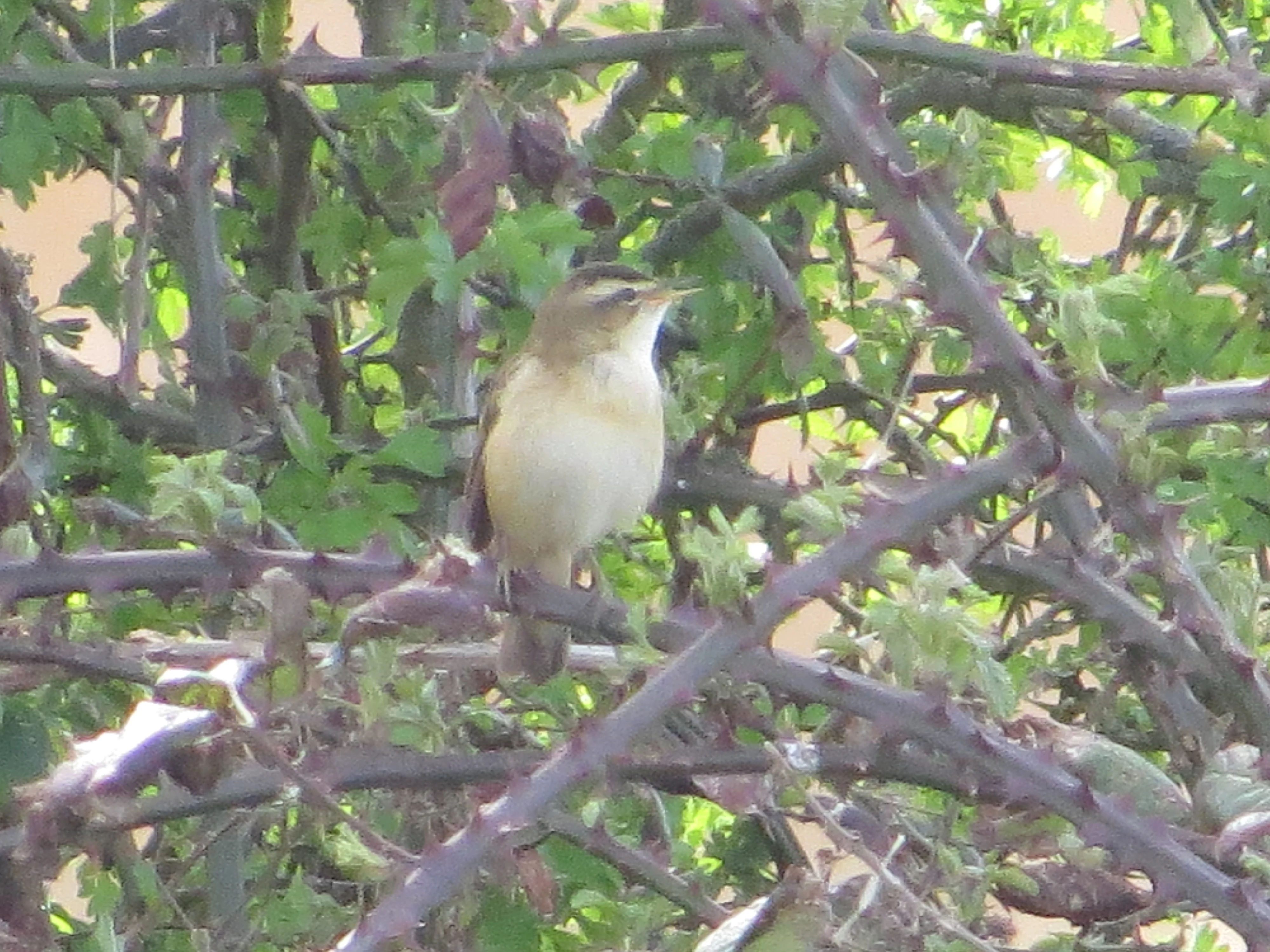 Sedge Warbler, Testwood Lakes, Totton, New Forest, UK — photo by Adam Prugel-Bennett