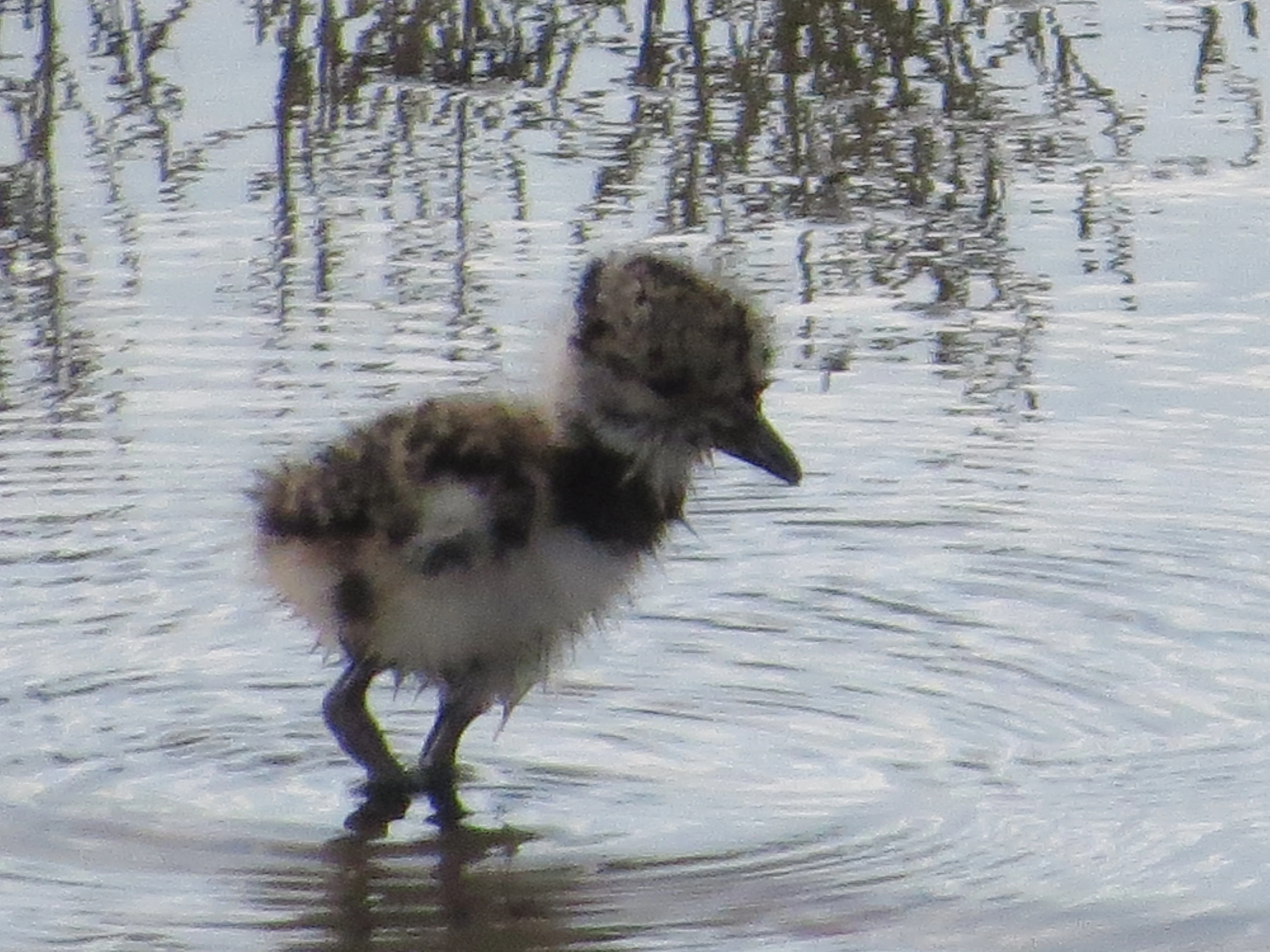 Pied Avocet Chick, Lymington, New Forest, UK — photo by Adam Prugel-Bennett