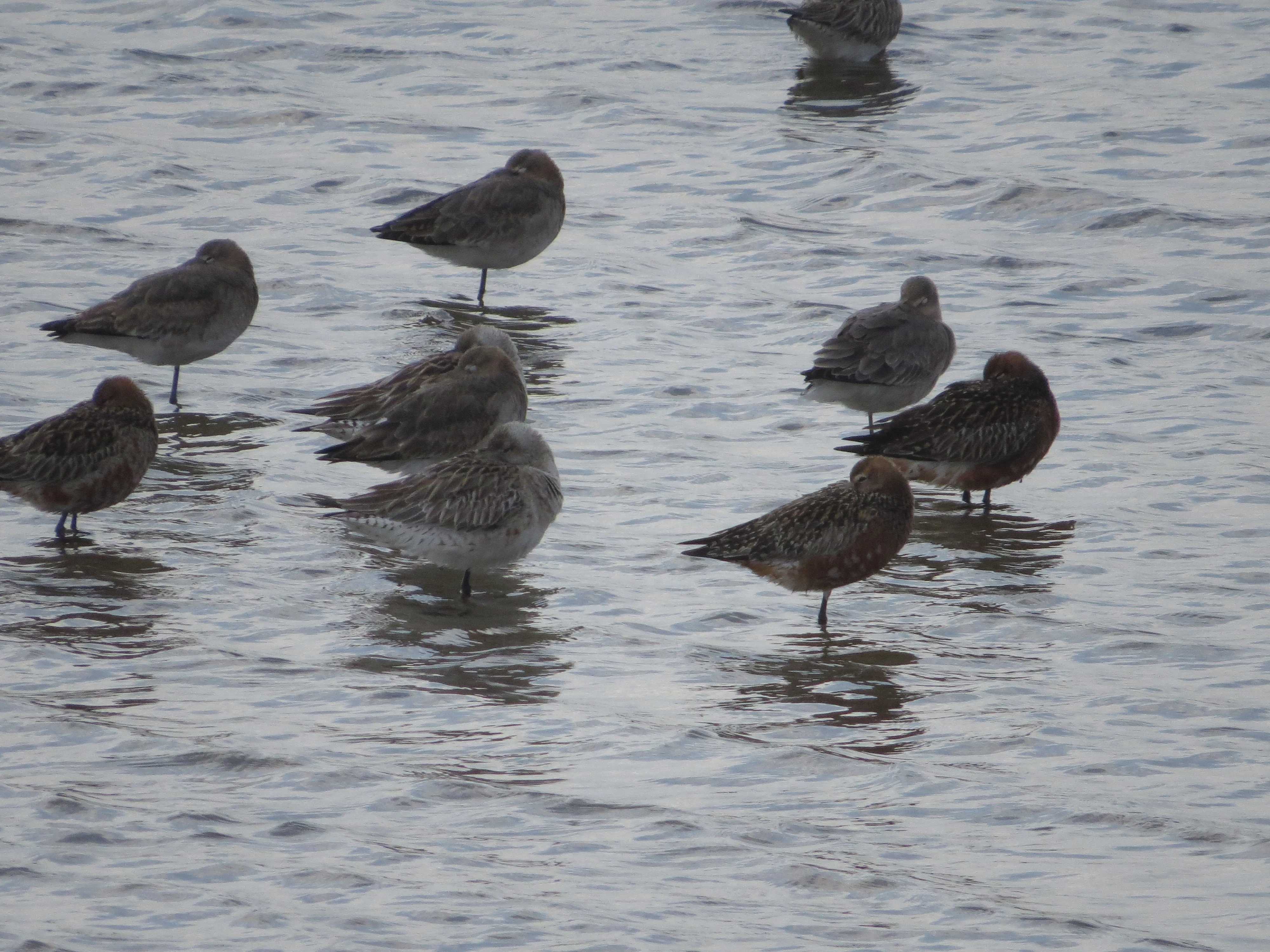 Bar-tailed Godwit, Lymington, New Forest, UK — photo by Adam Prugel-Bennett