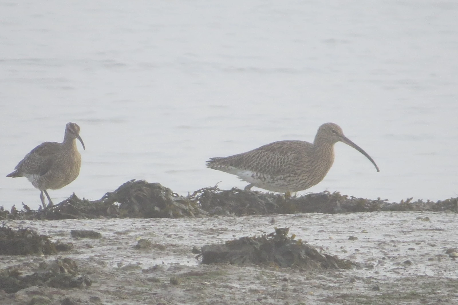 Whimbrel and Eurasian Curlew, Eling Great Marsh, Hampshire, UK — photo by Adam Prugel-Bennett