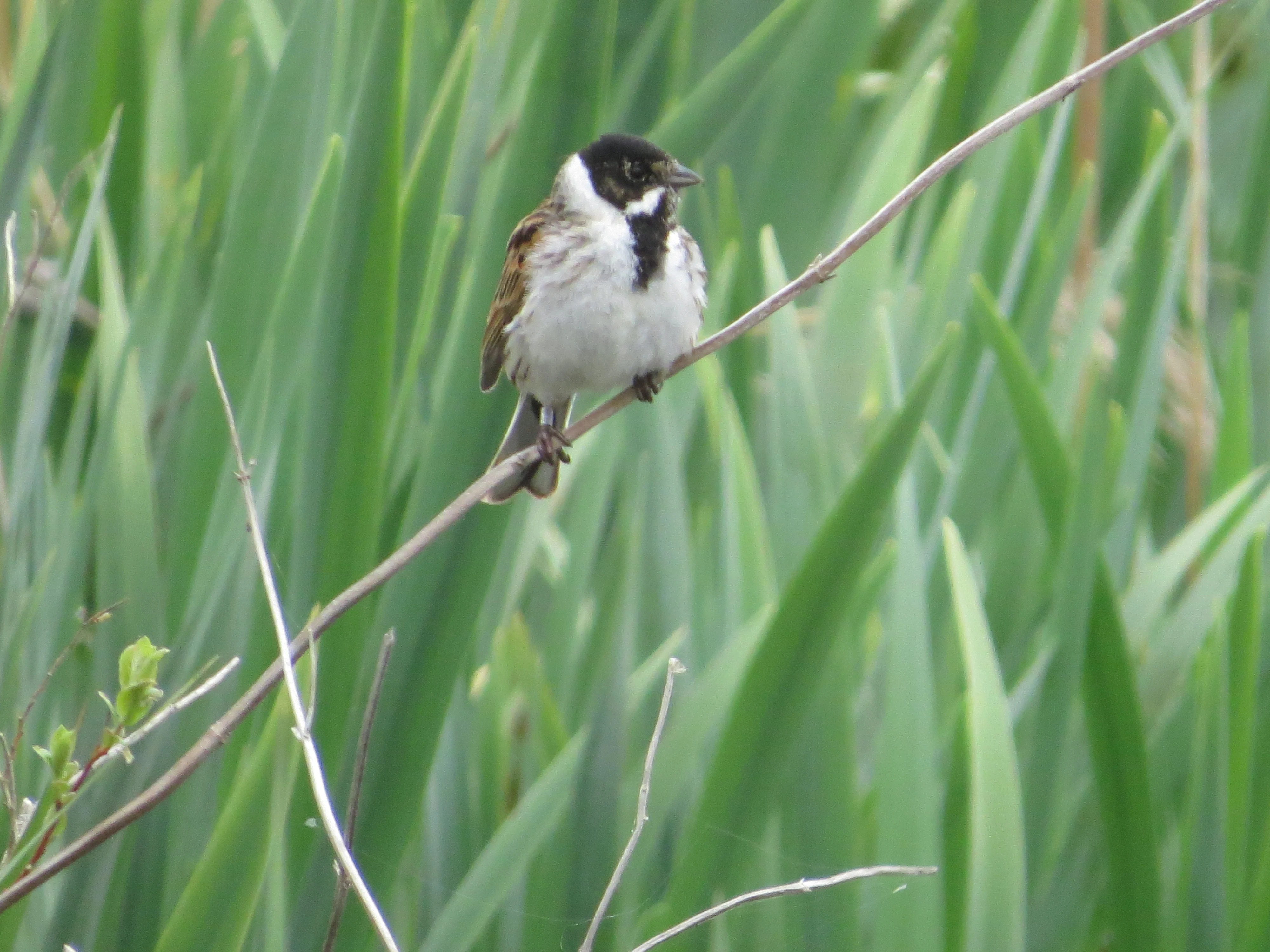 Reed Bunting, Lower Test, Totton, New Forest, UK — photo by Adam Prugel-Bennett