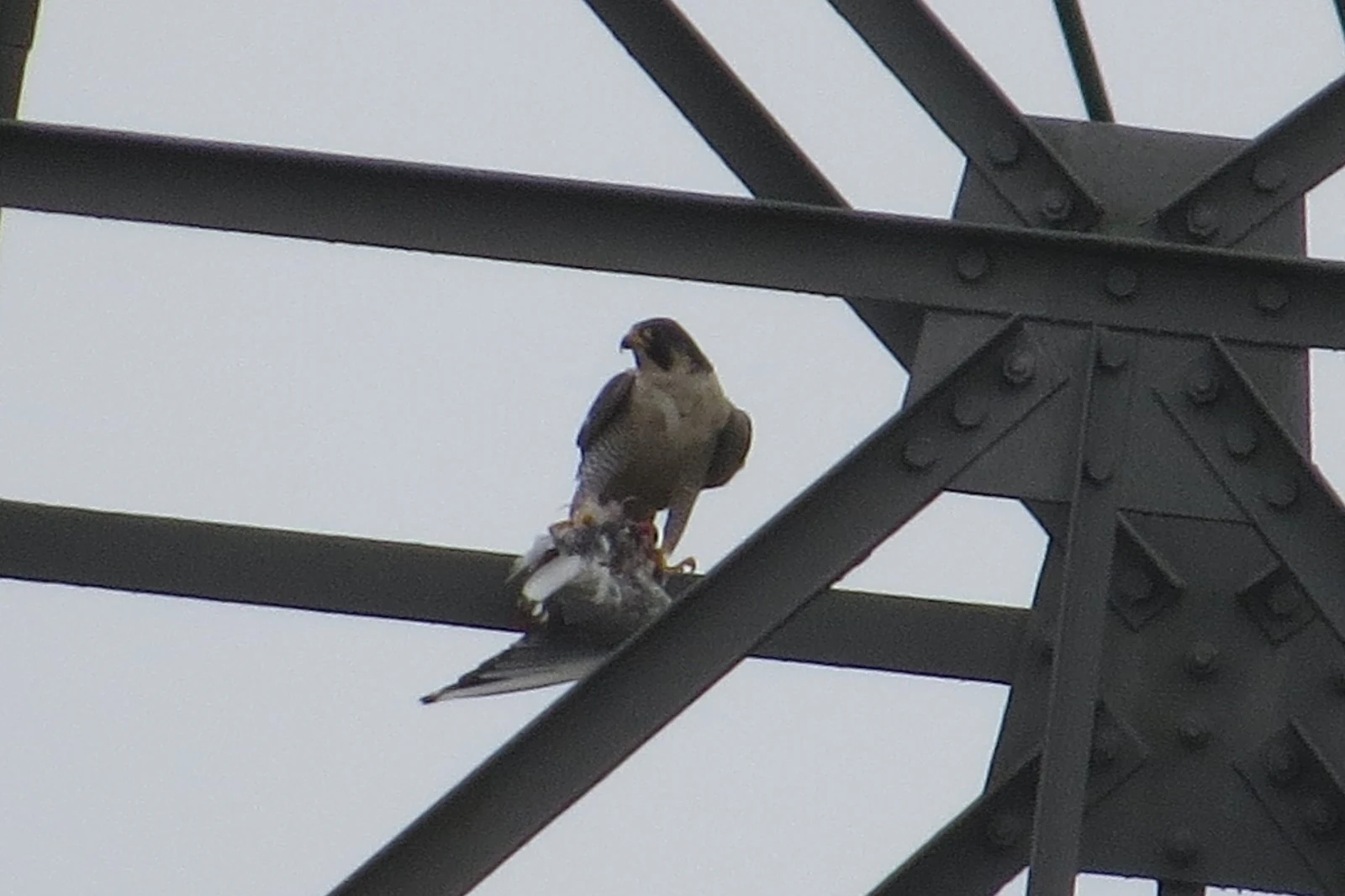 Peregrine Falcon, Eling Great Marsh, Hampshire, UK — photo by Adam Prugel-Bennett