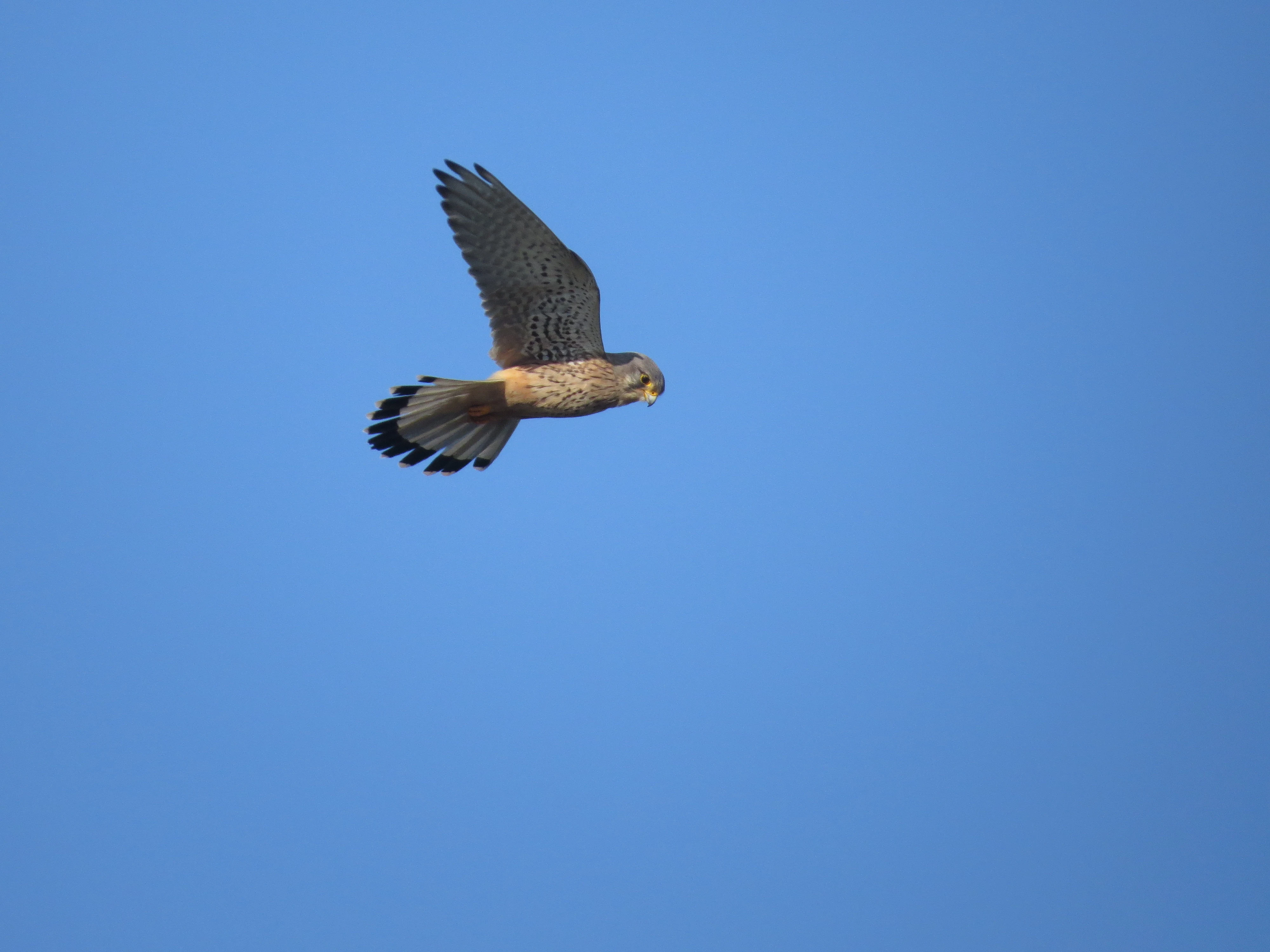 Kestrel, Lymington, New Forest, UK — photo by Adam Prugel-Bennett