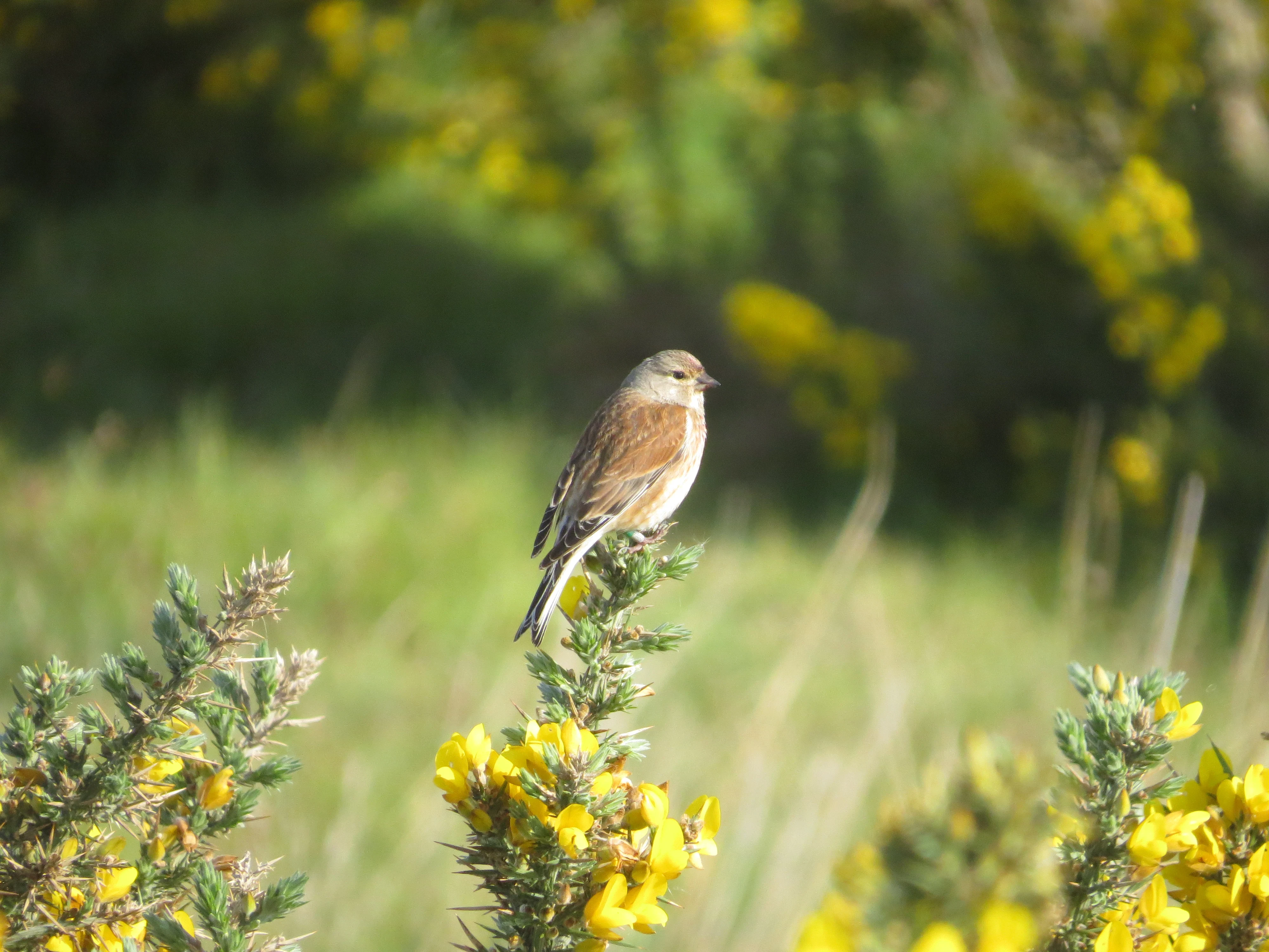 Linnet, Lymington, New Forest, UK — photo by Adam Prugel-Bennett