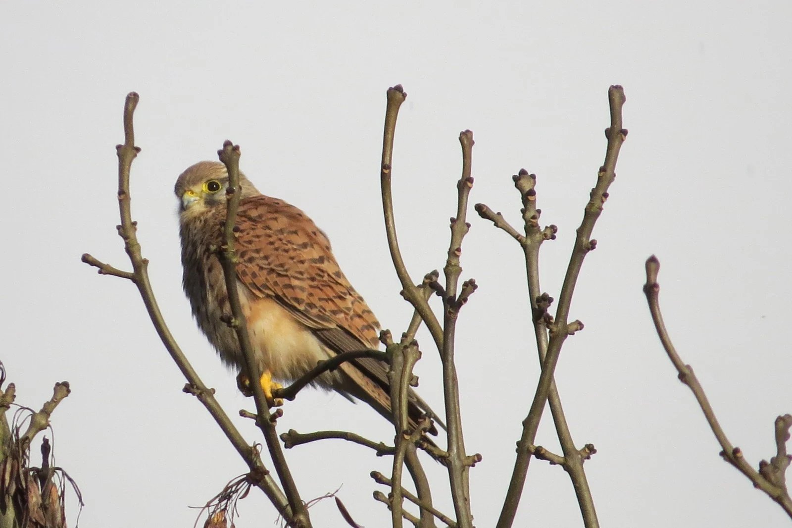 Kestrel, UK — photo by Adam Prugel-Bennett