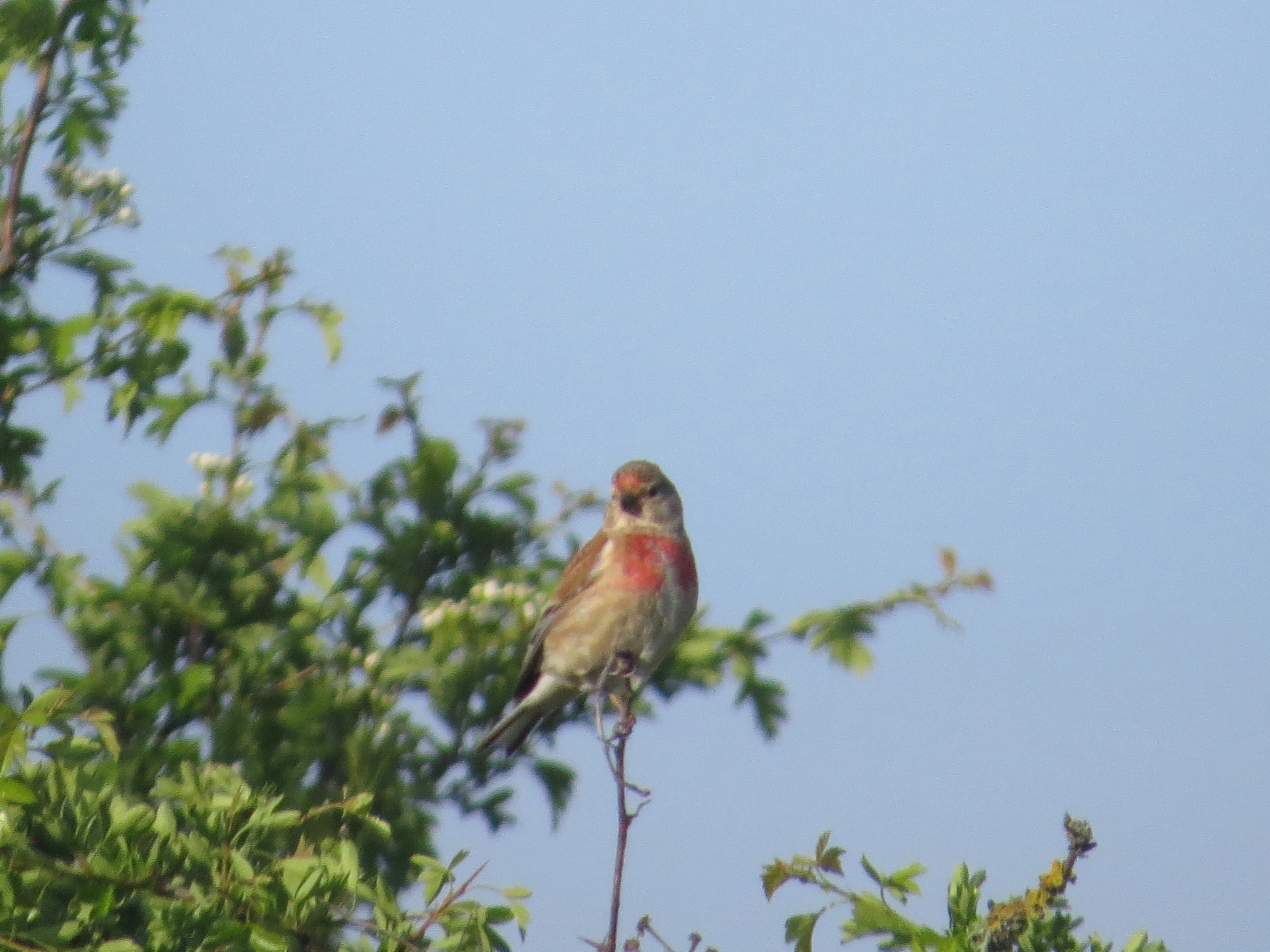 Linnet, New Forest, UK — photo by Adam Prugel-Bennett