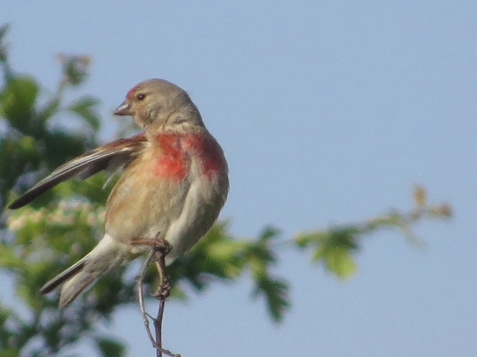 Linnet — photo by Adam Prugel-Bennett