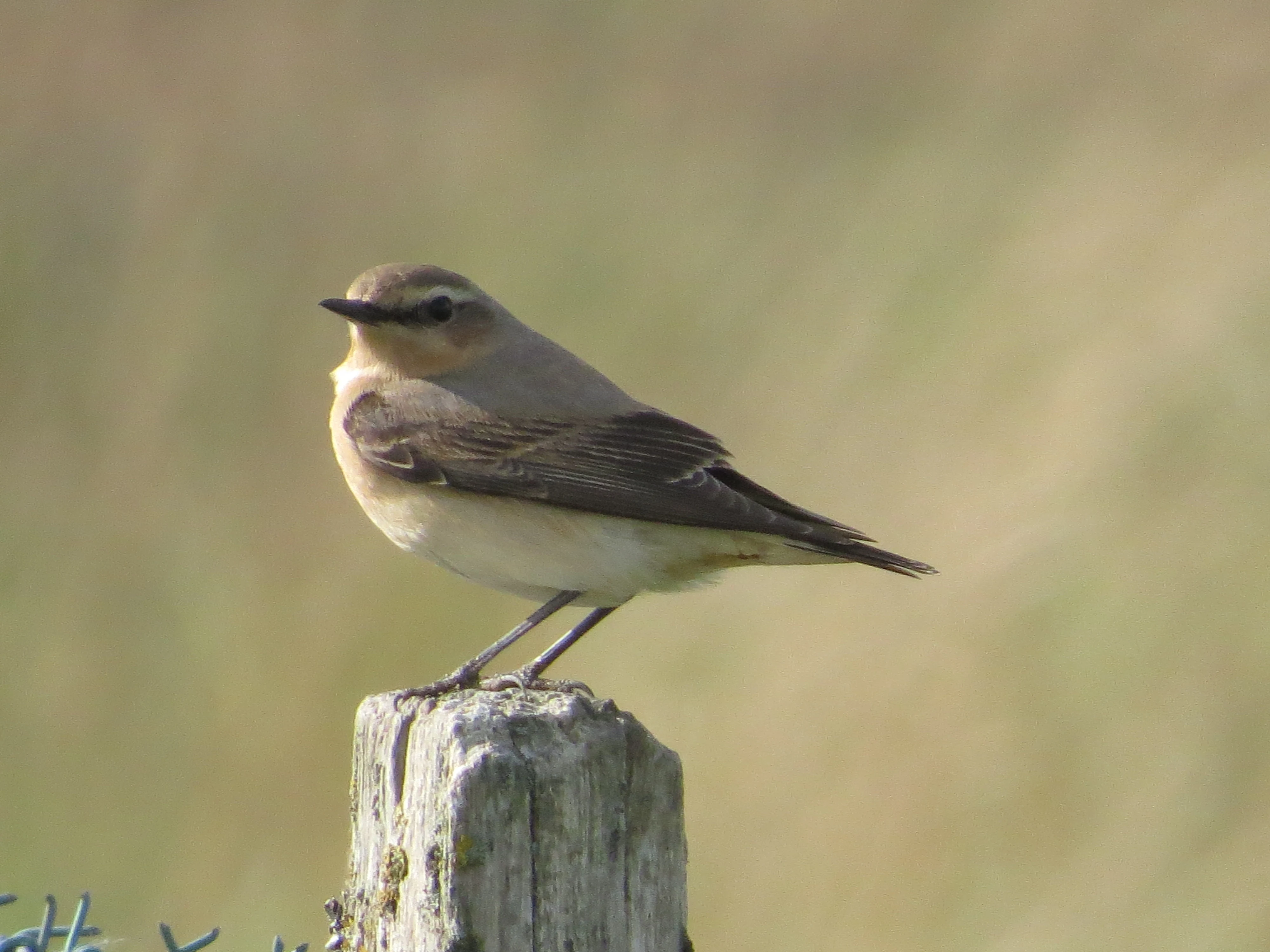 Wheatear, Eling Great Marsh, Totton, New Forest, UK — photo by Adam Prugel-Bennett