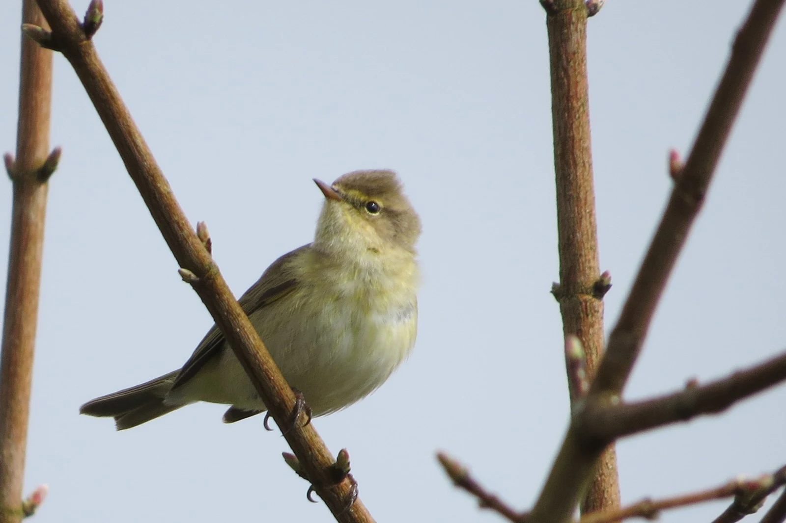Common Chiffchaff, UK — photo by Adam Prugel-Bennett