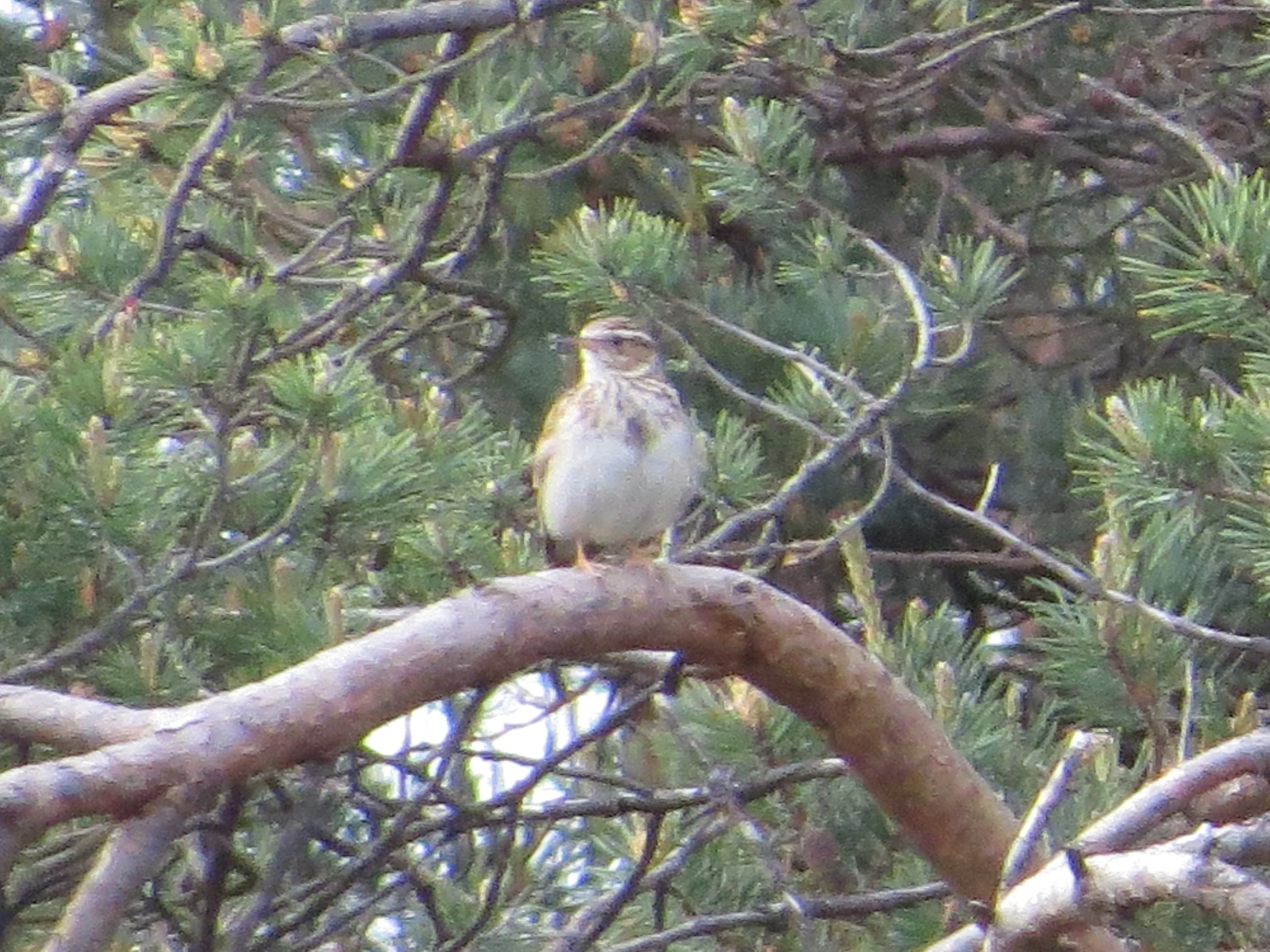Woodlark, Dorset, UK — photo by Adam Prugel-Bennett