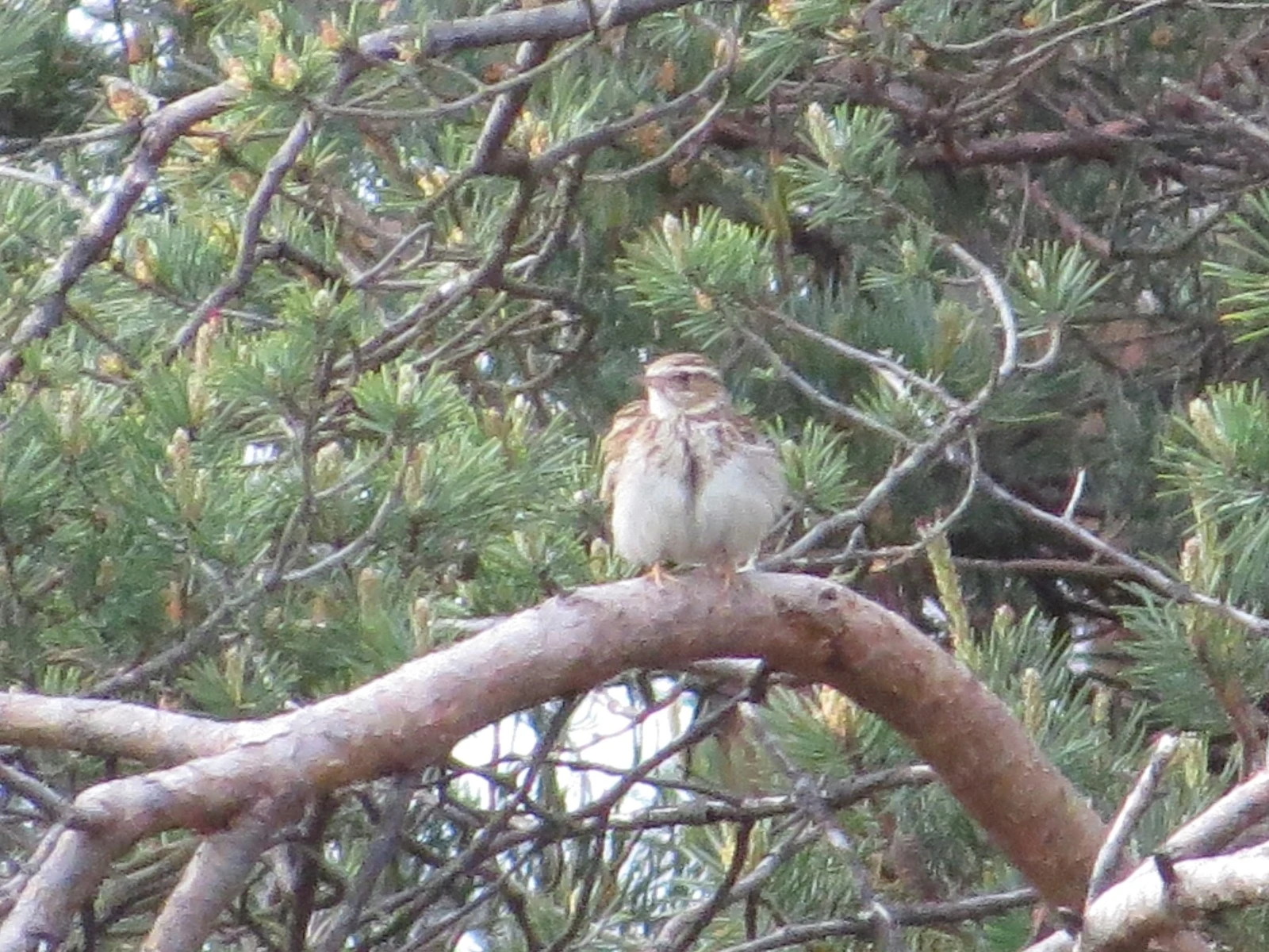 Tree Pipit — photo by Adam Prugel-Bennett