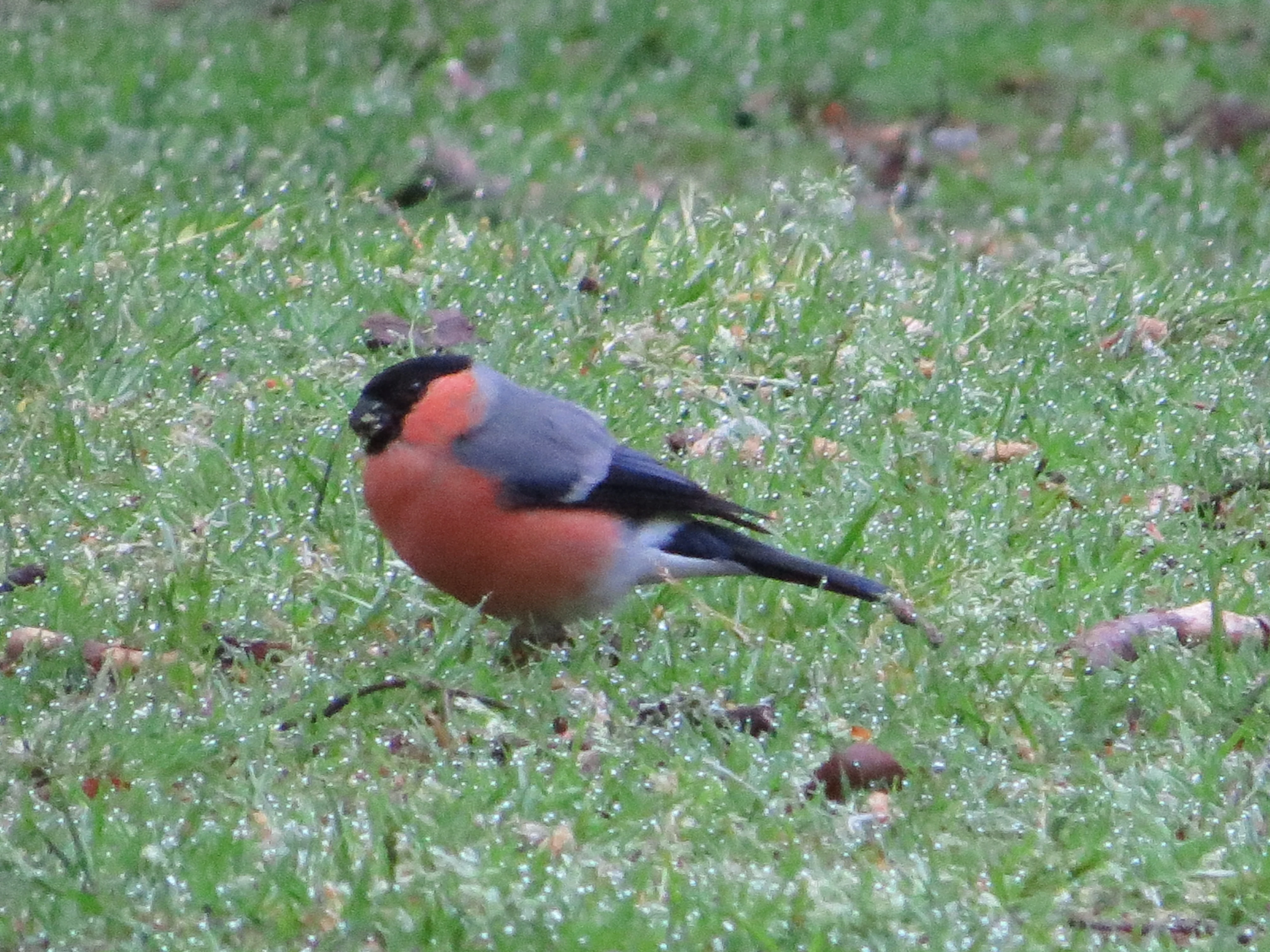 Bullfinch, New Forest, UK — photo by Adam Prugel-Bennett