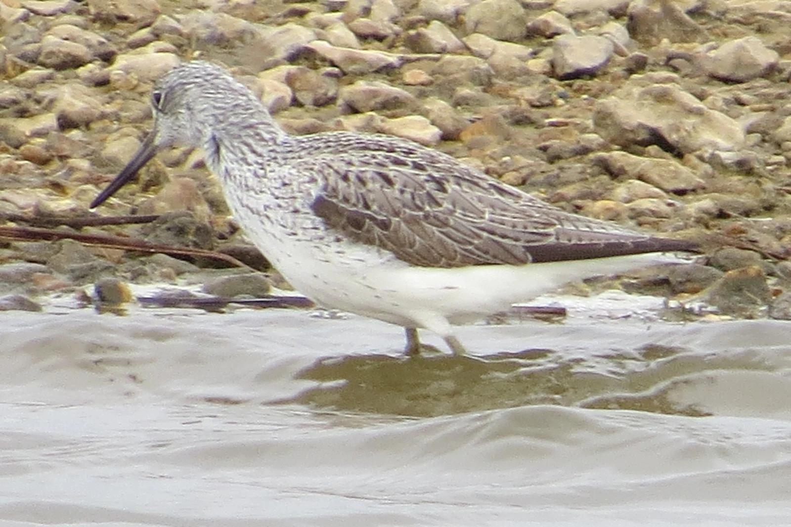 Greenshank, Uk — photo by Adam Prugel-Bennett